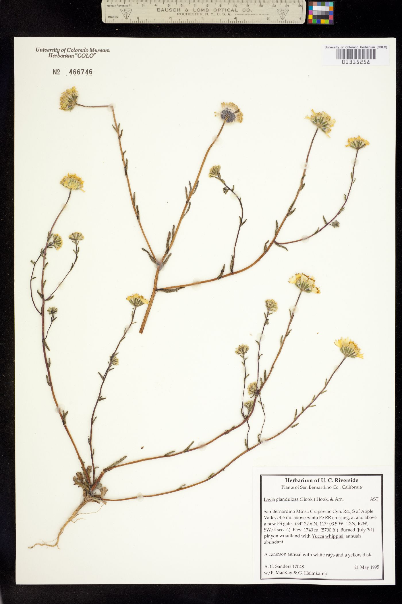 Layia glandulosa image