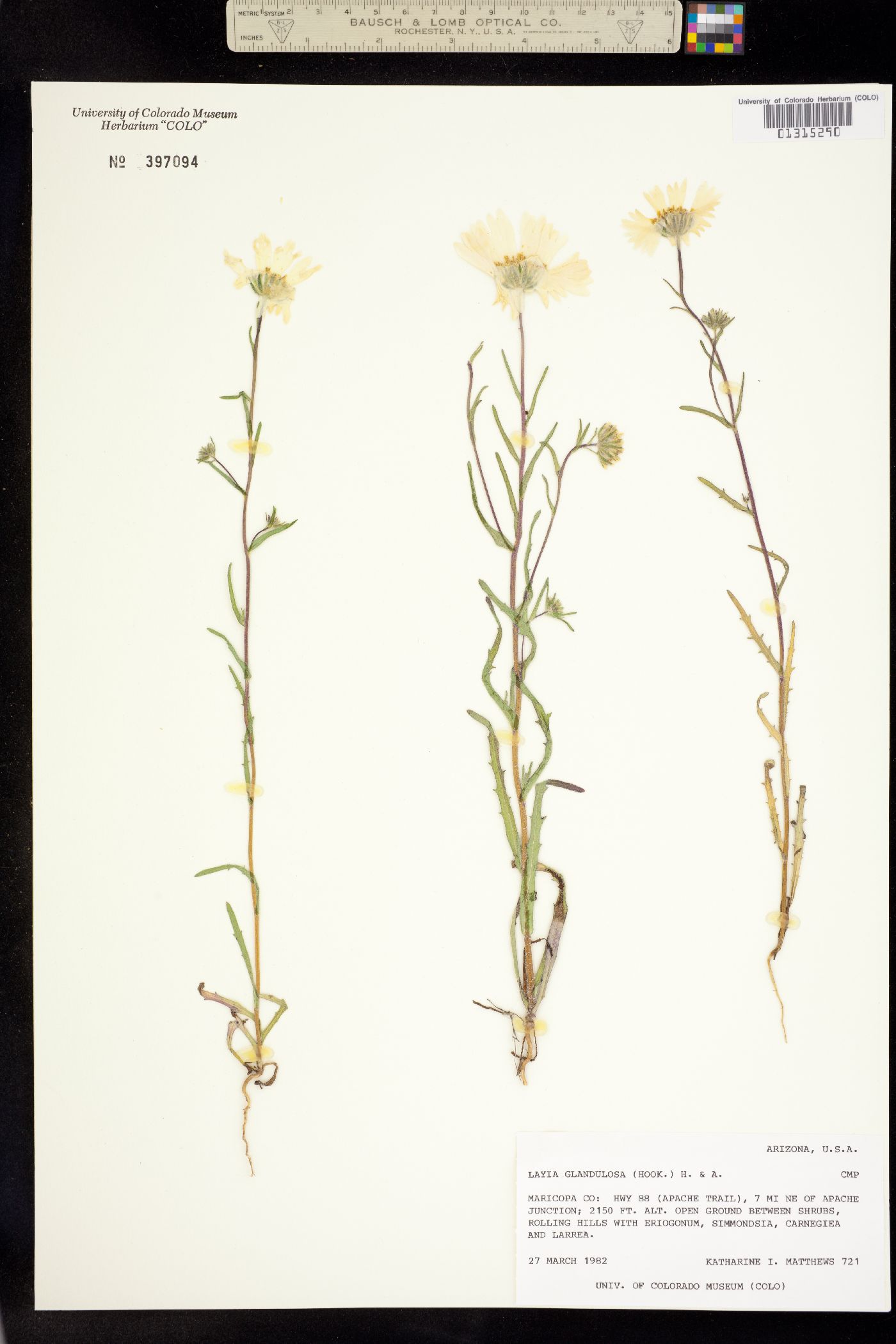 Layia glandulosa image
