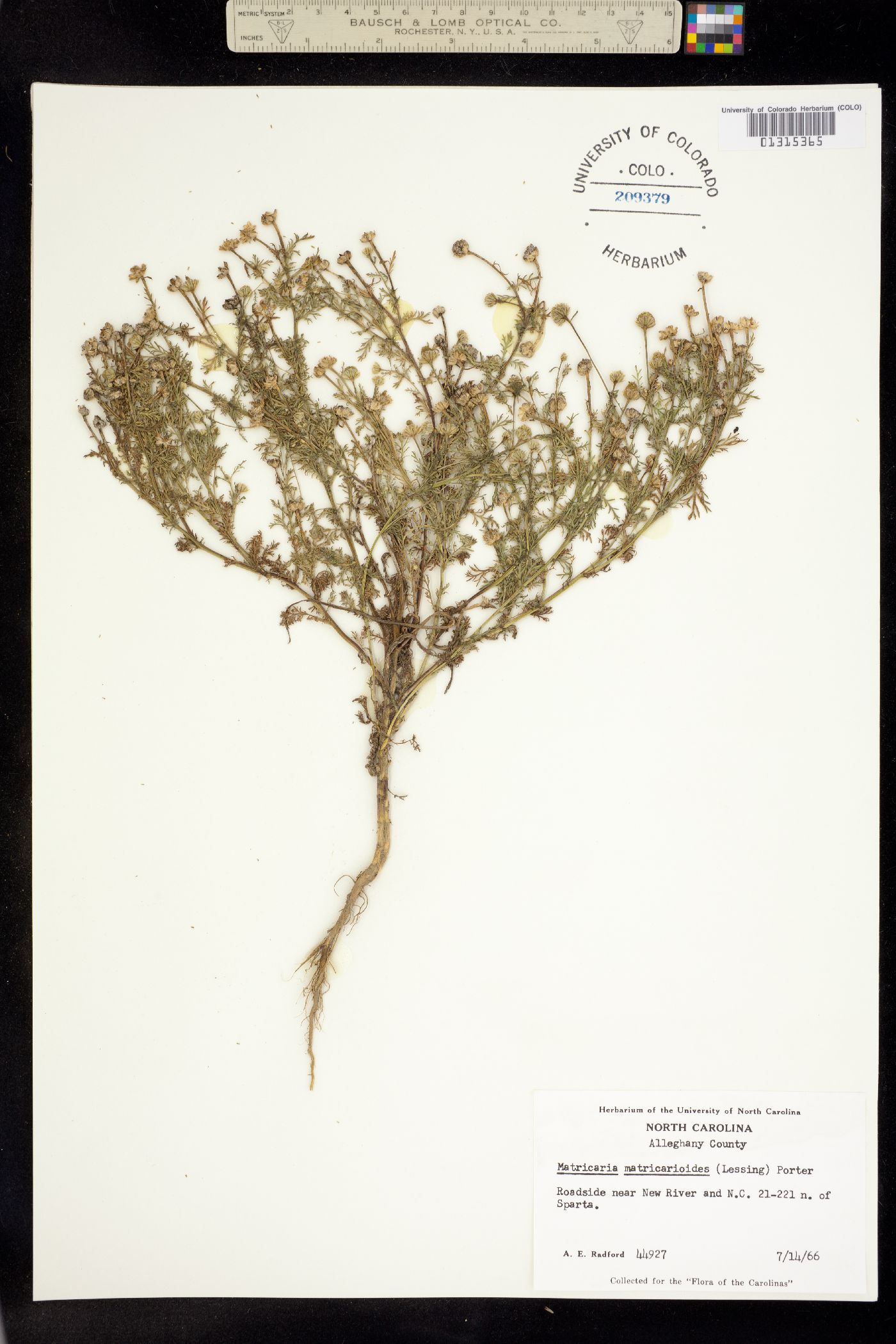 Matricaria discoidea image