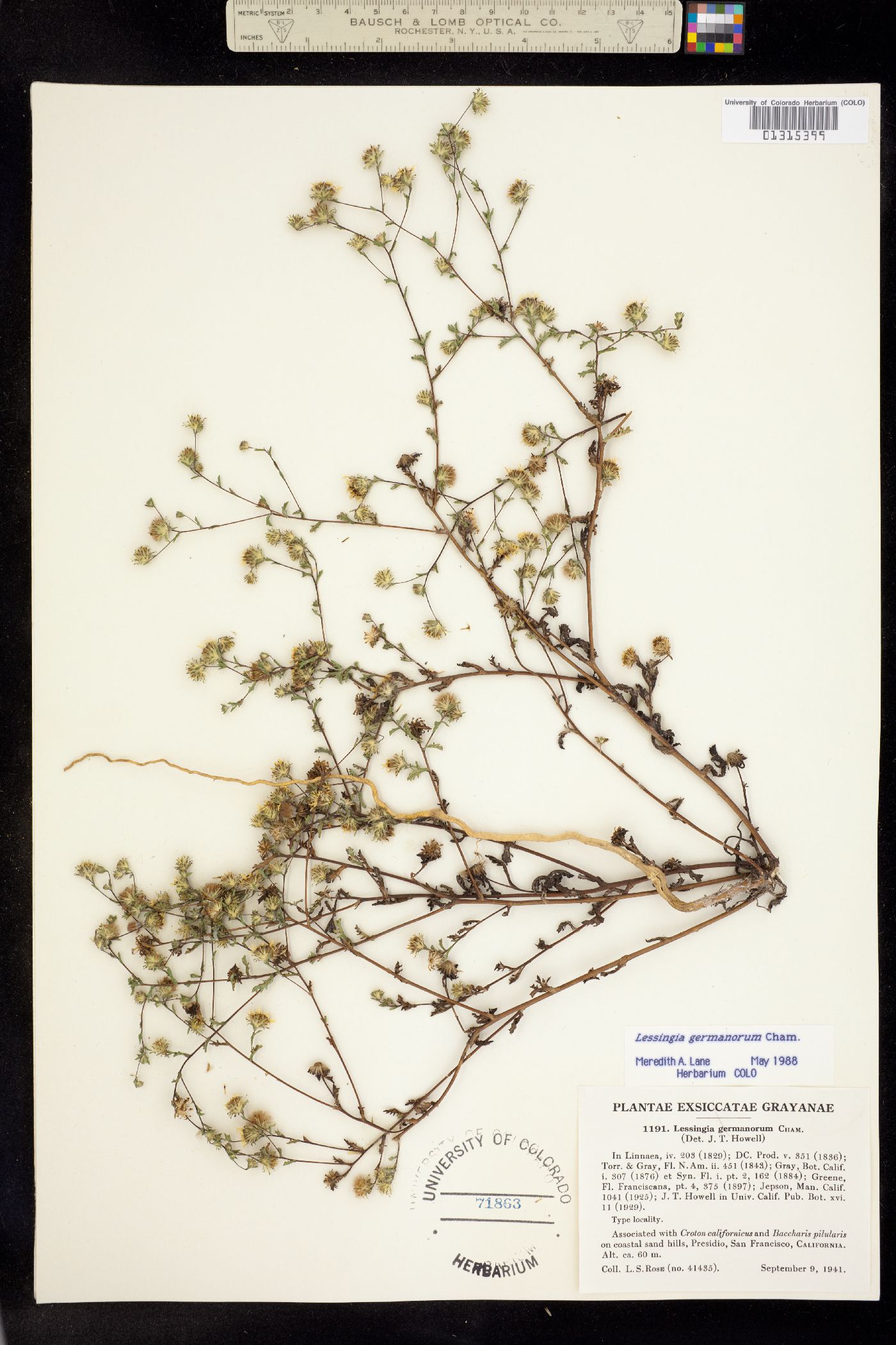 Lessingia germanorum image