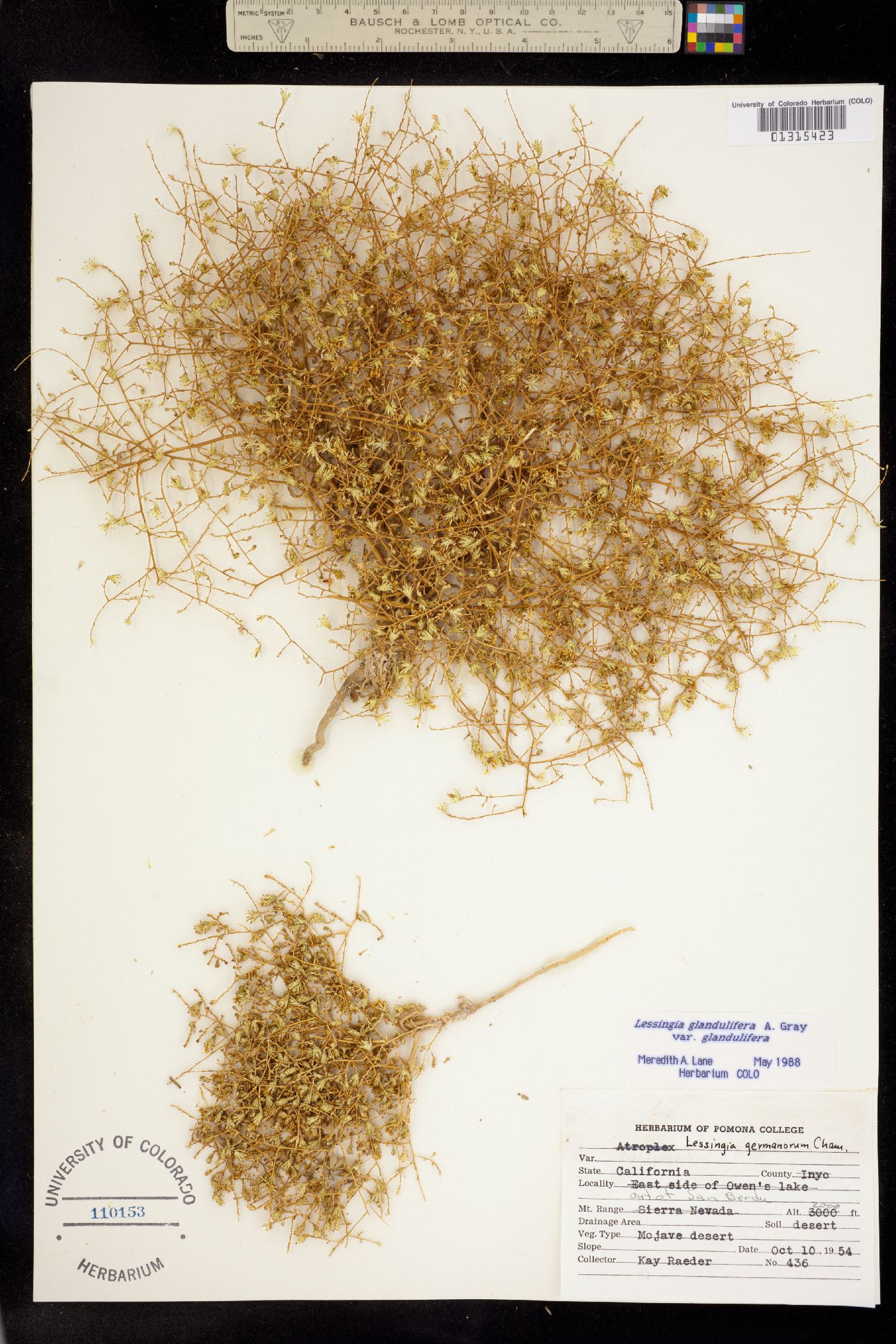 Lessingia glandulifera image