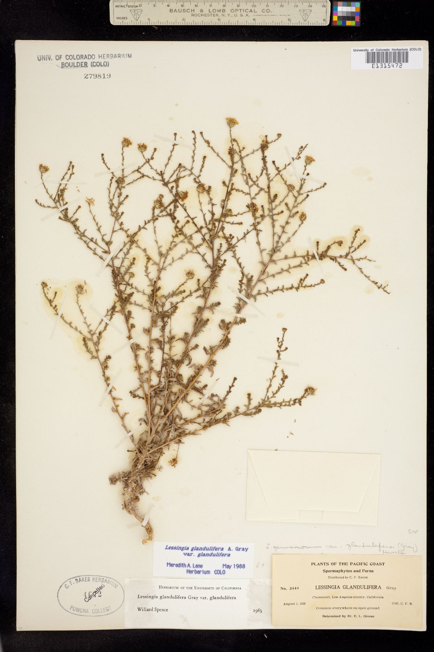 Lessingia glandulifera image