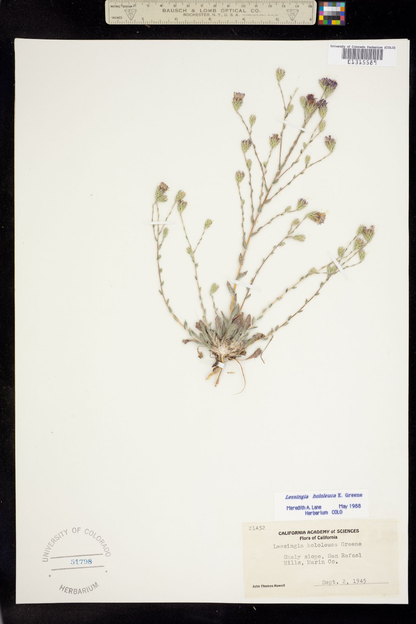 Lessingia hololeuca image