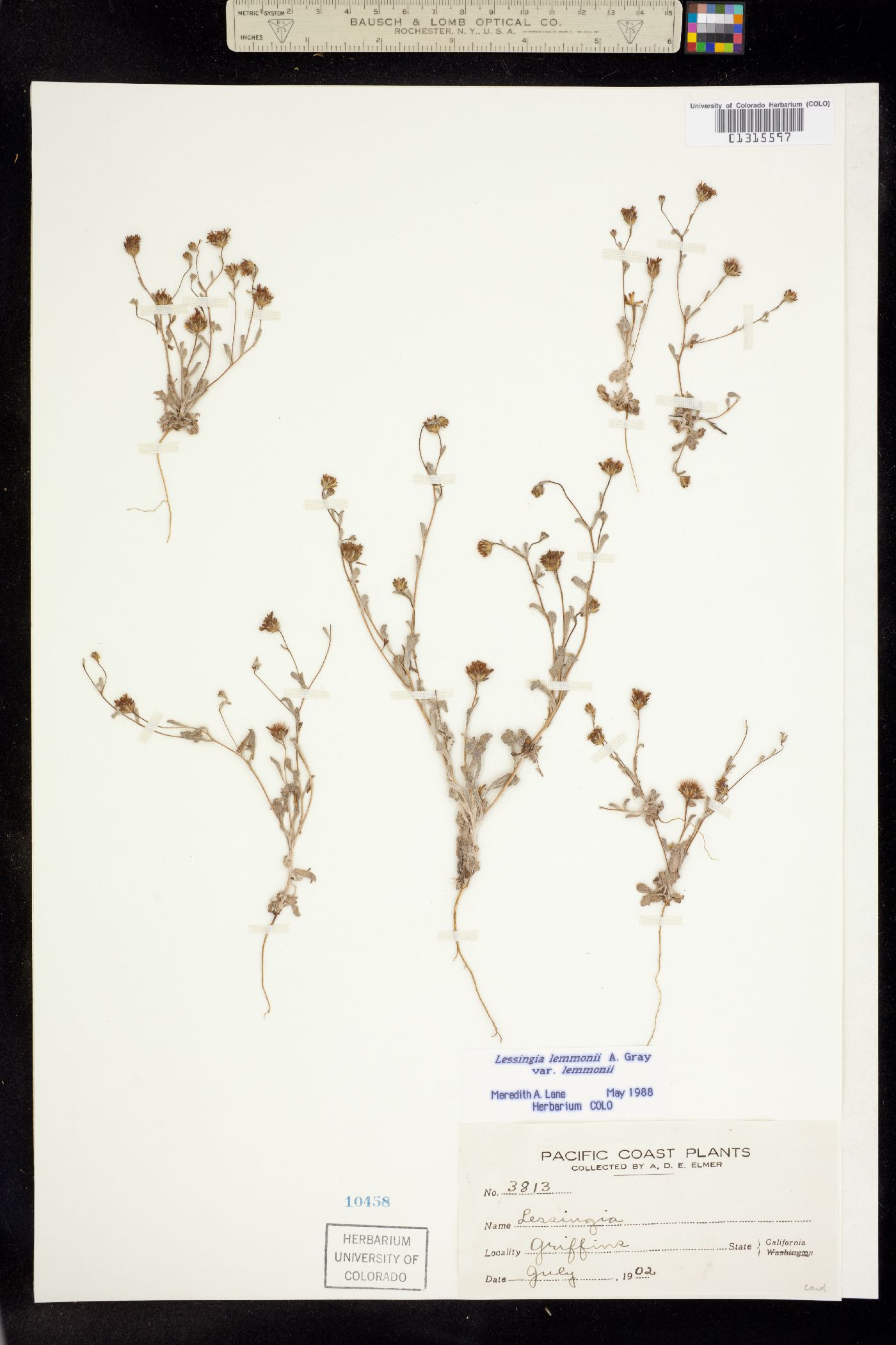 Lessingia lemmonii image