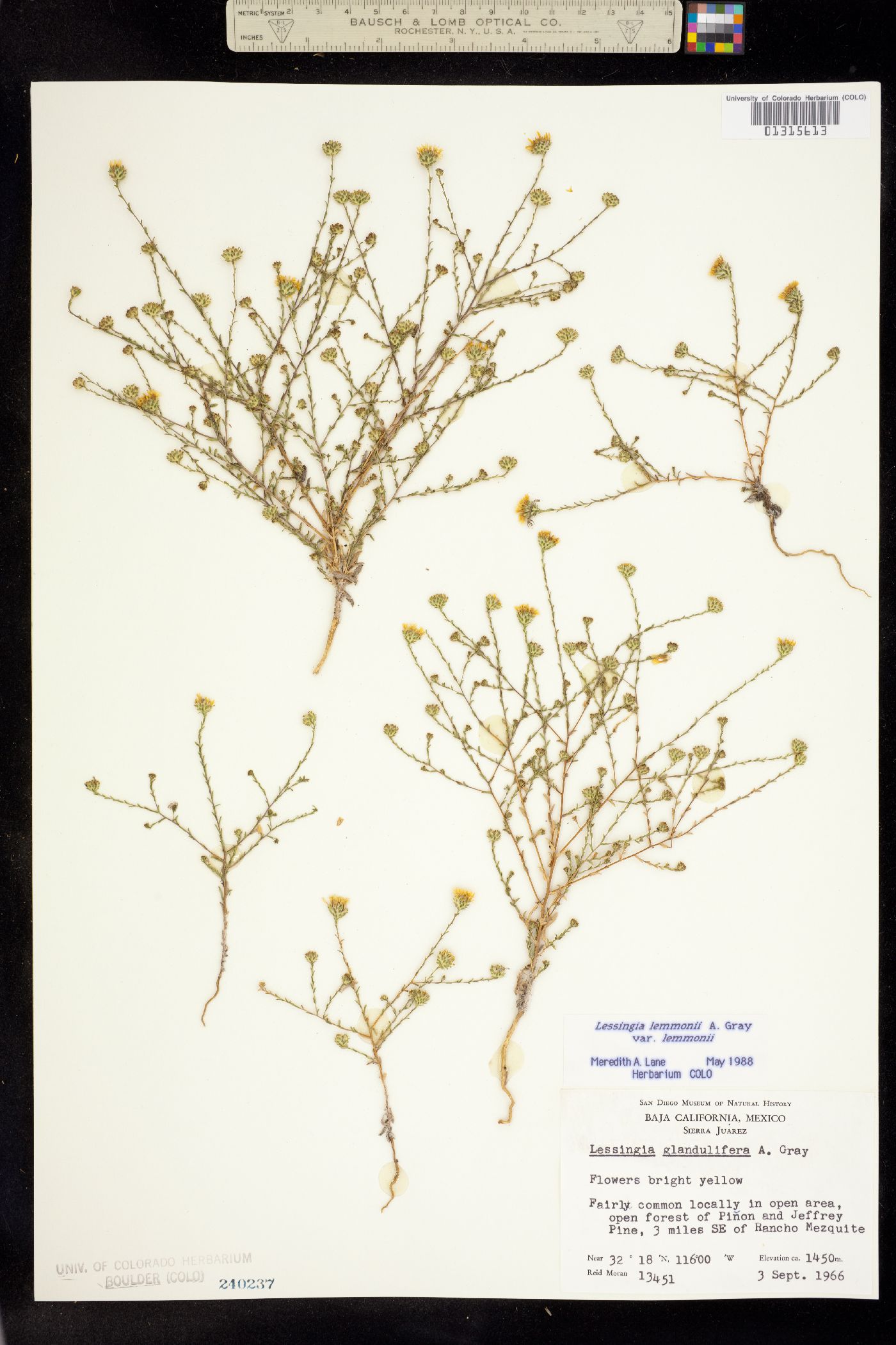 Lessingia lemmonii image