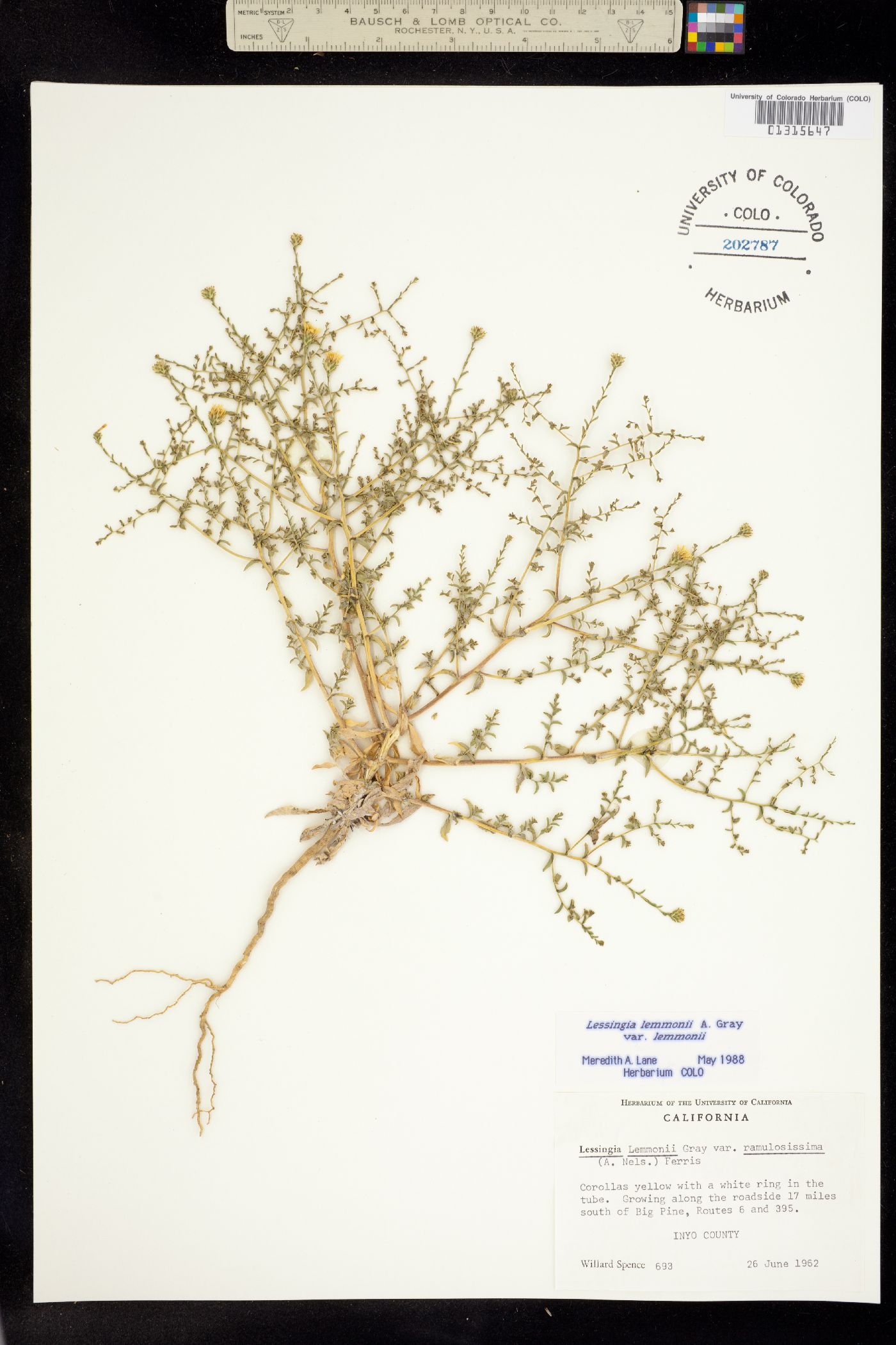 Lessingia lemmonii image