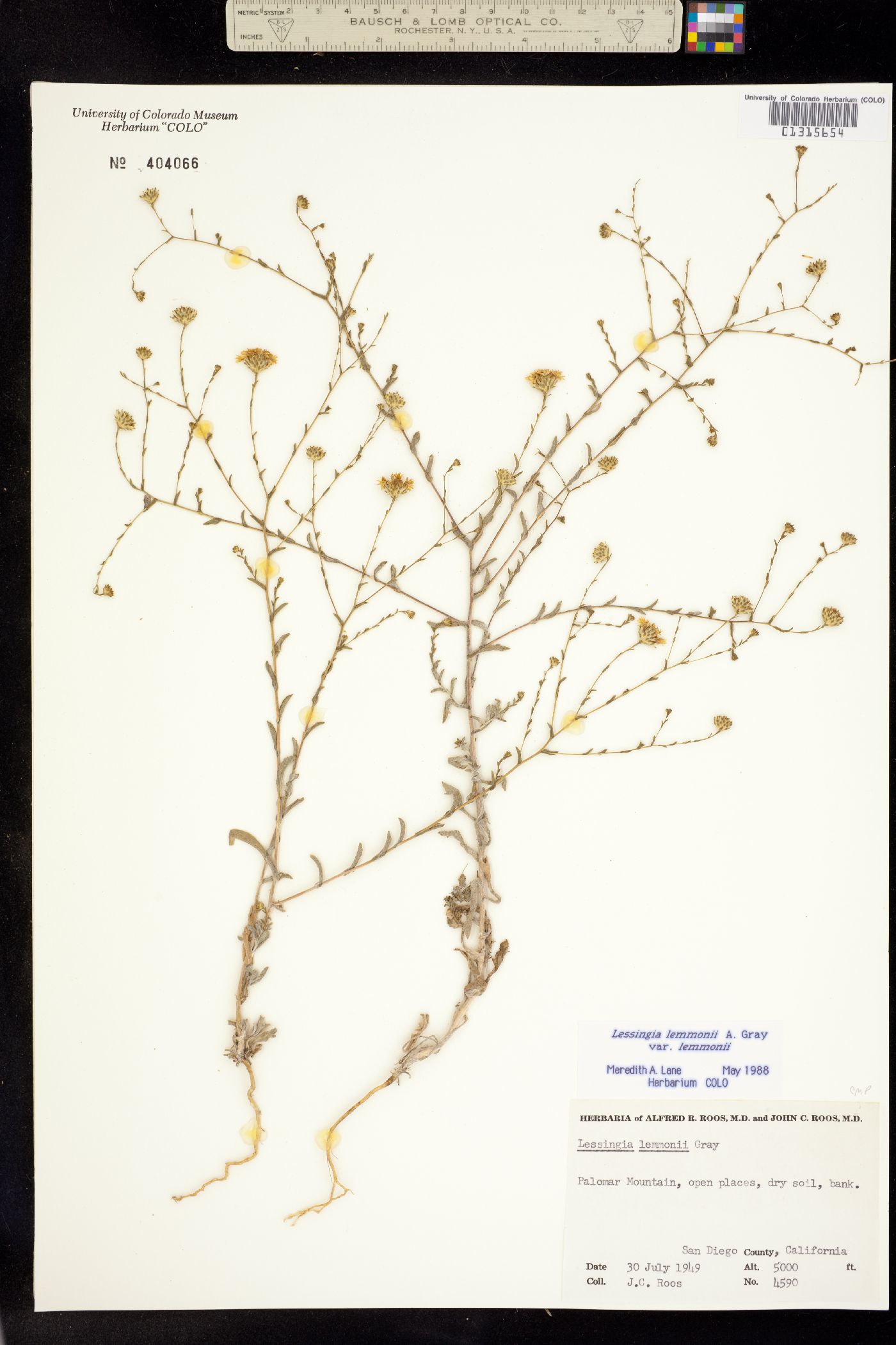 Lessingia lemmonii image