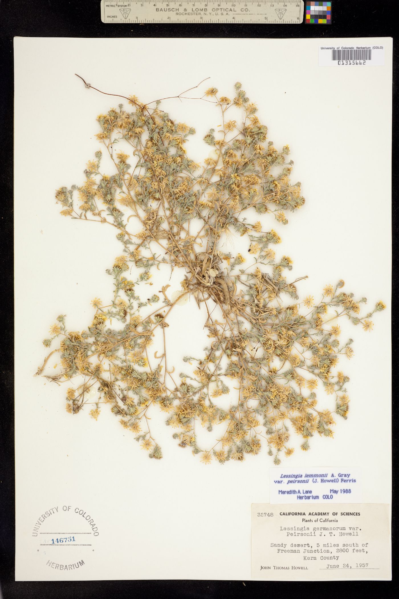 Lessingia lemmonii image