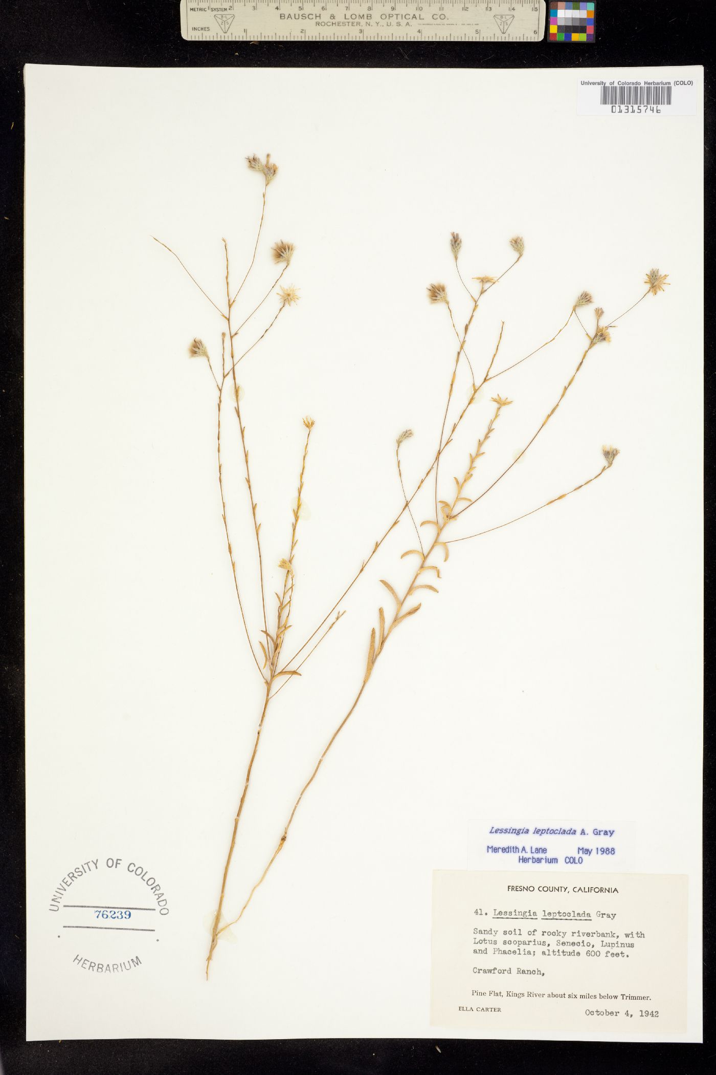 Lessingia leptoclada image