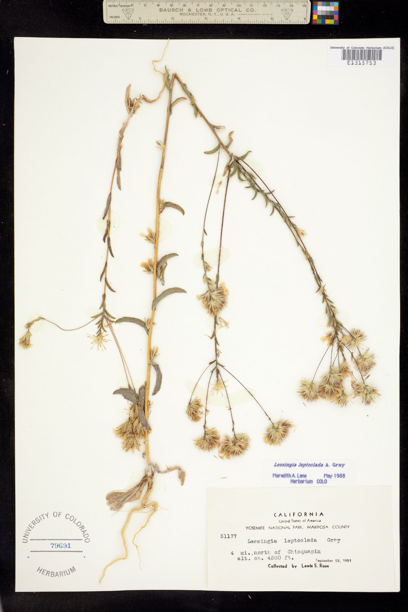 Lessingia leptoclada image