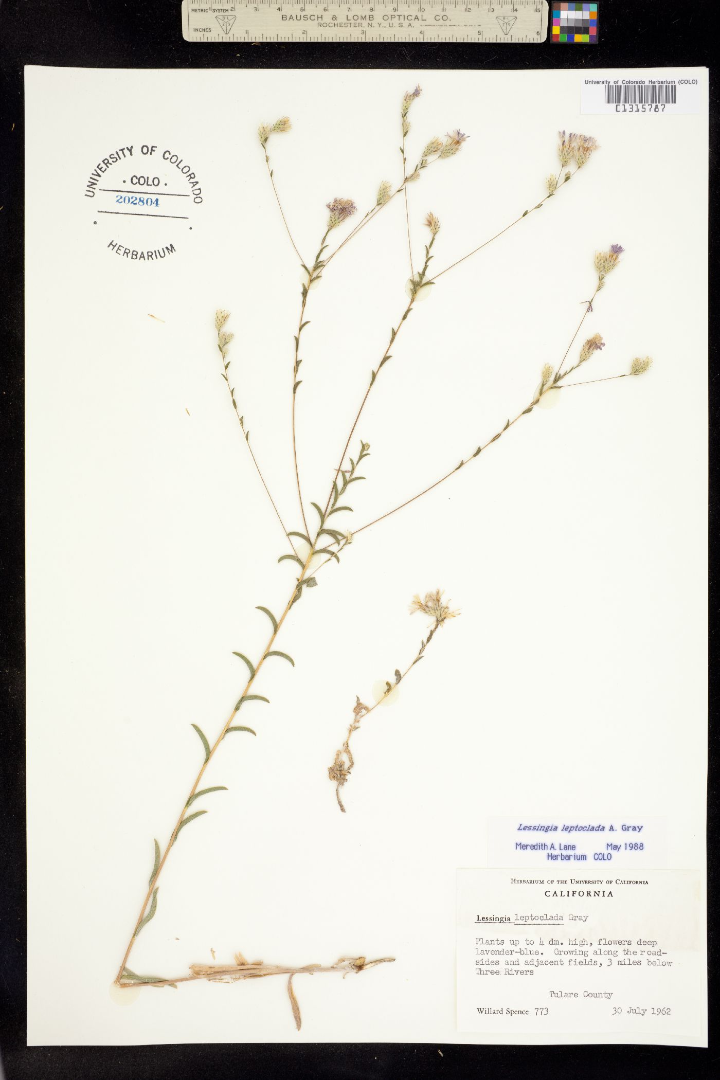 Lessingia leptoclada image
