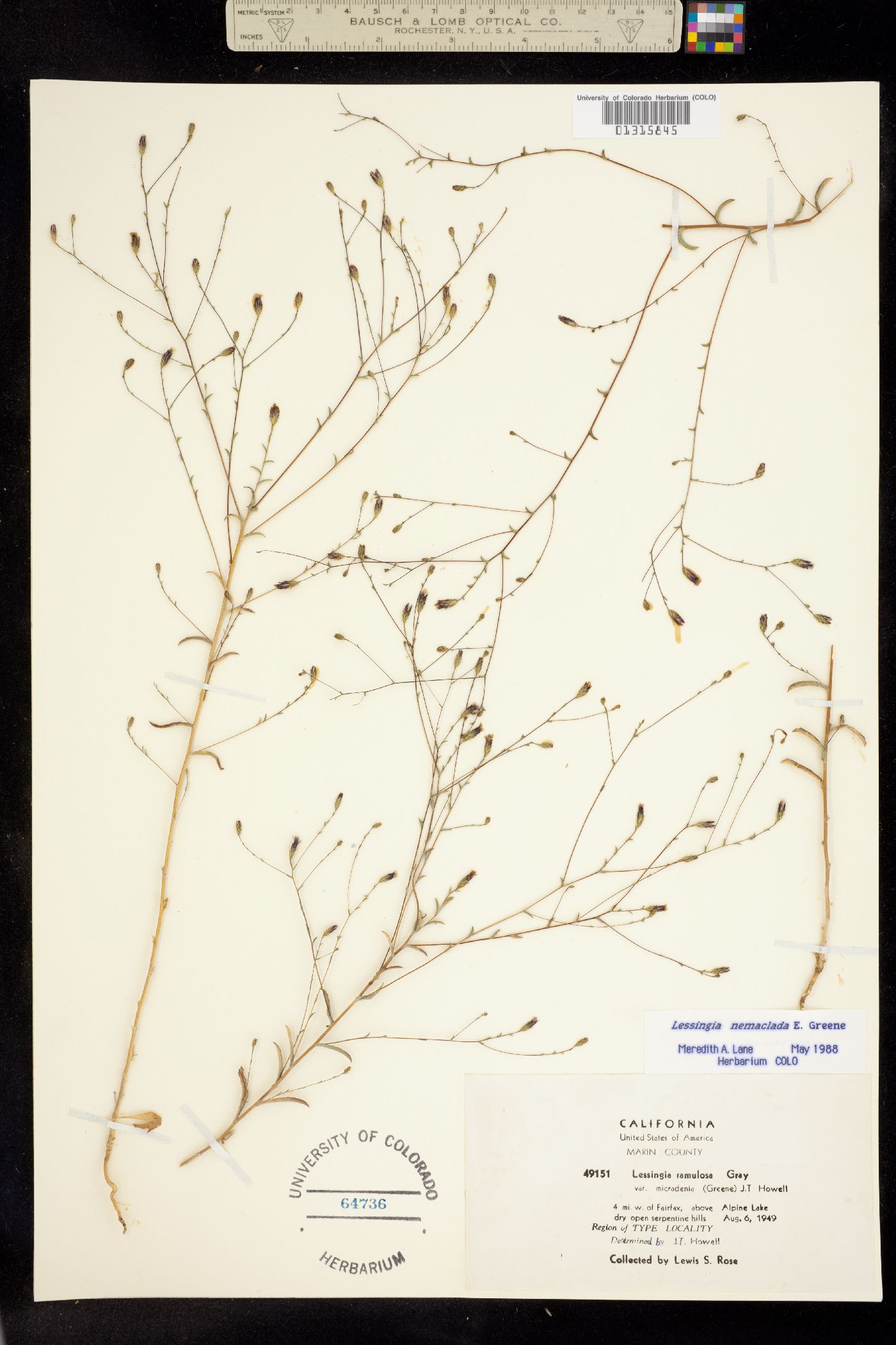 Lessingia nemaclada image