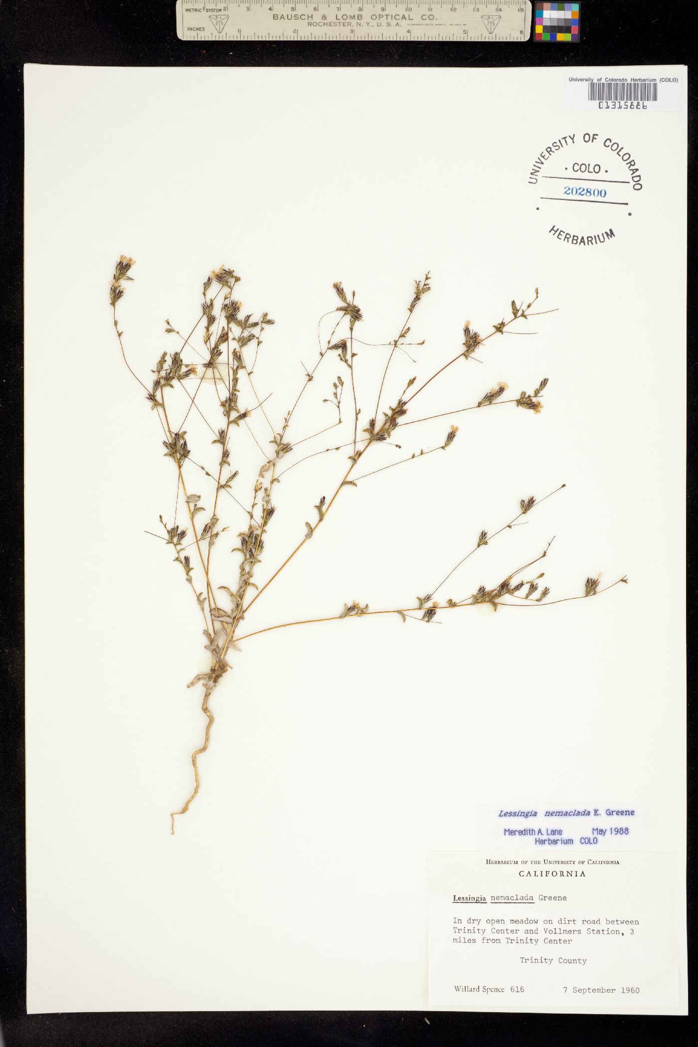 Lessingia nemaclada image