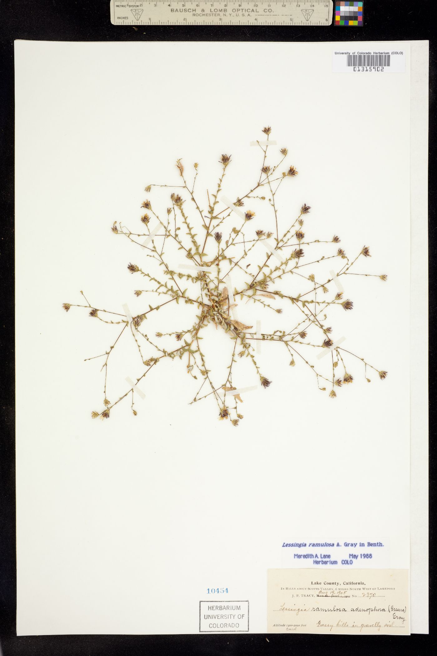 Lessingia ramulosa image