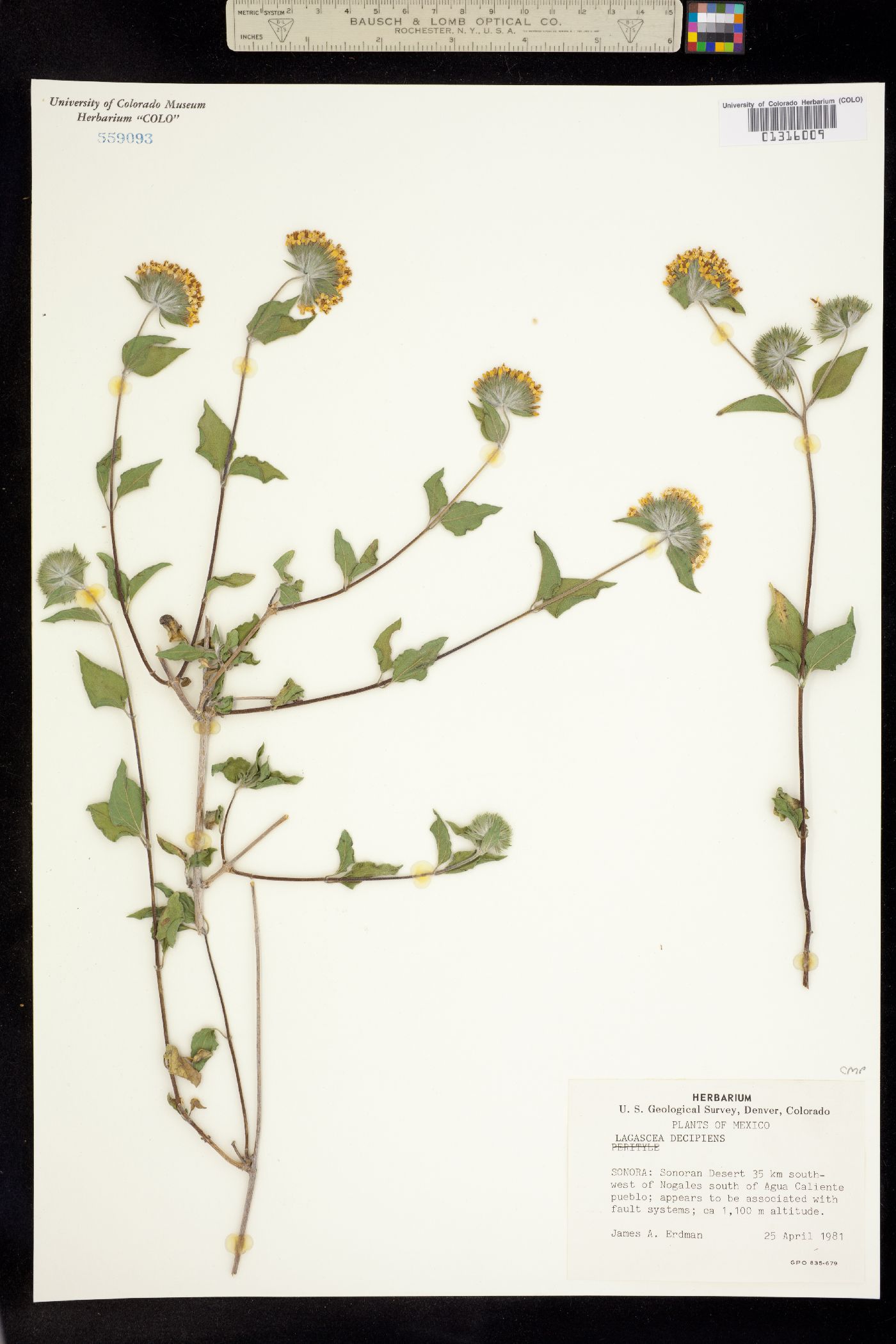 Lagascea decipiens image