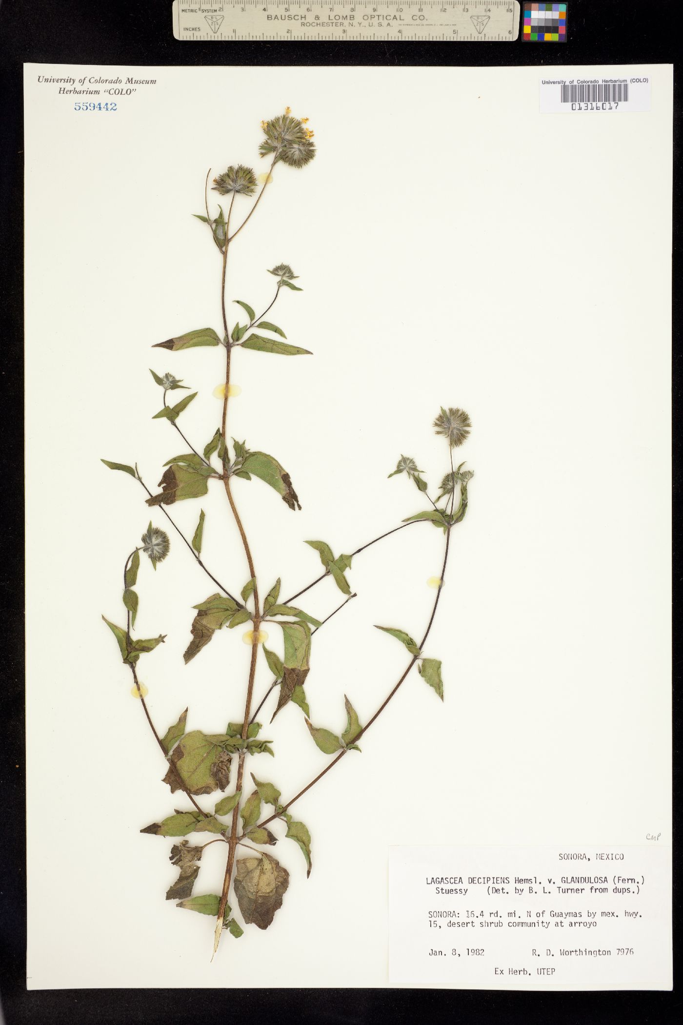 Lagascea decipiens image
