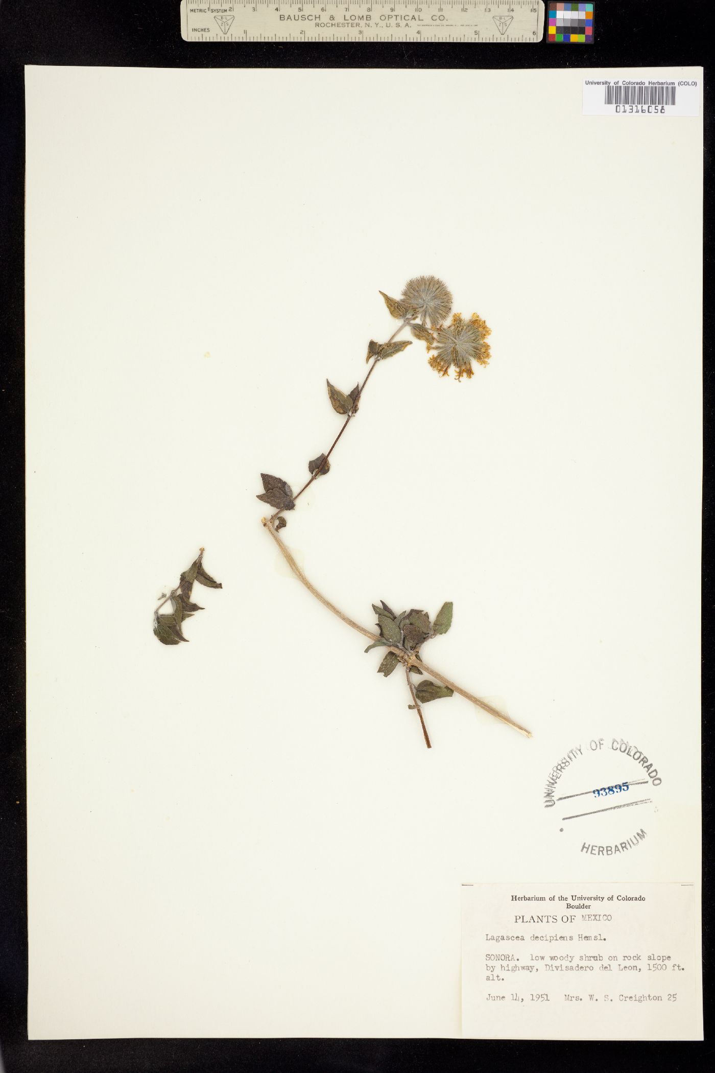 Lagascea image
