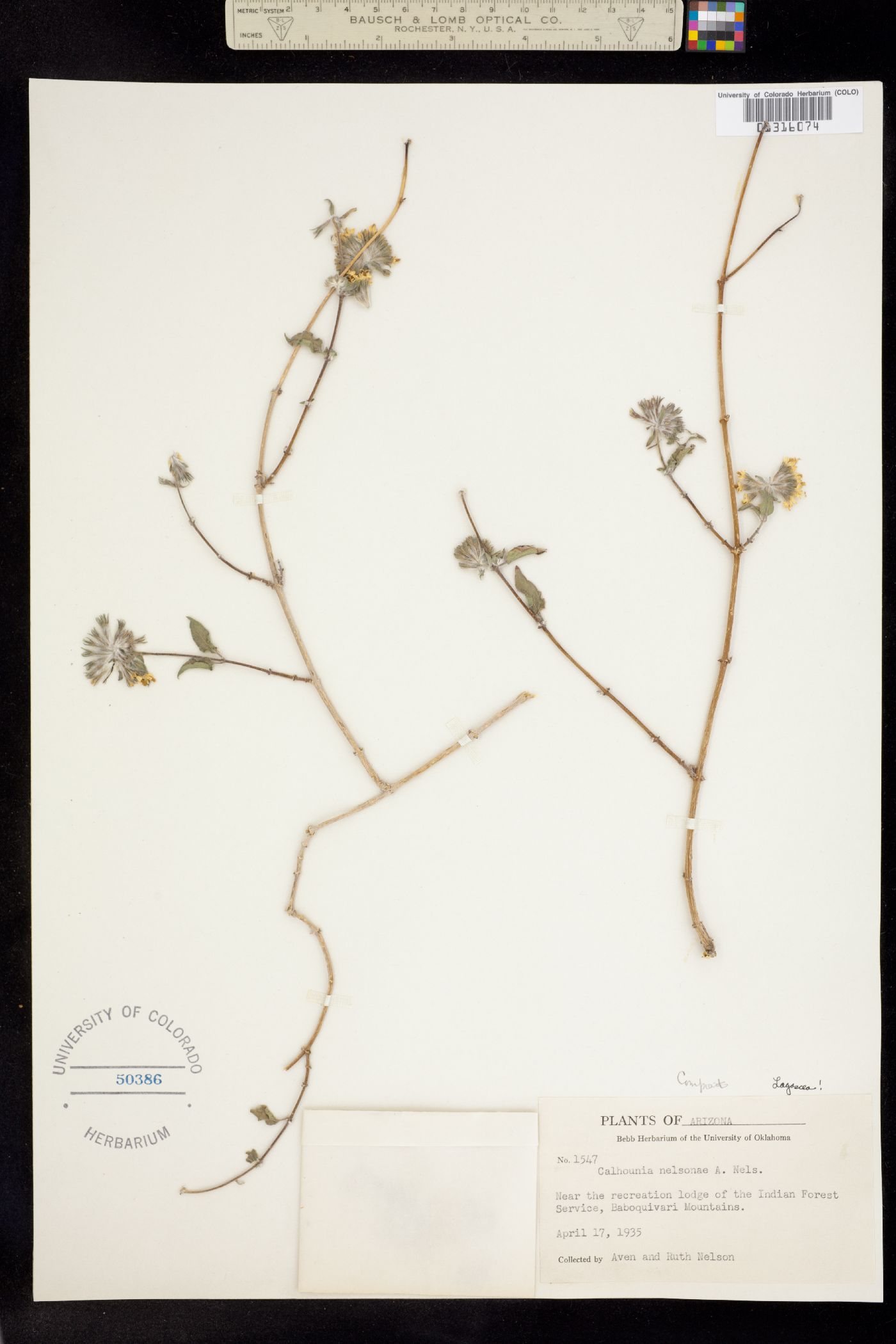 Lagascea decipiens image