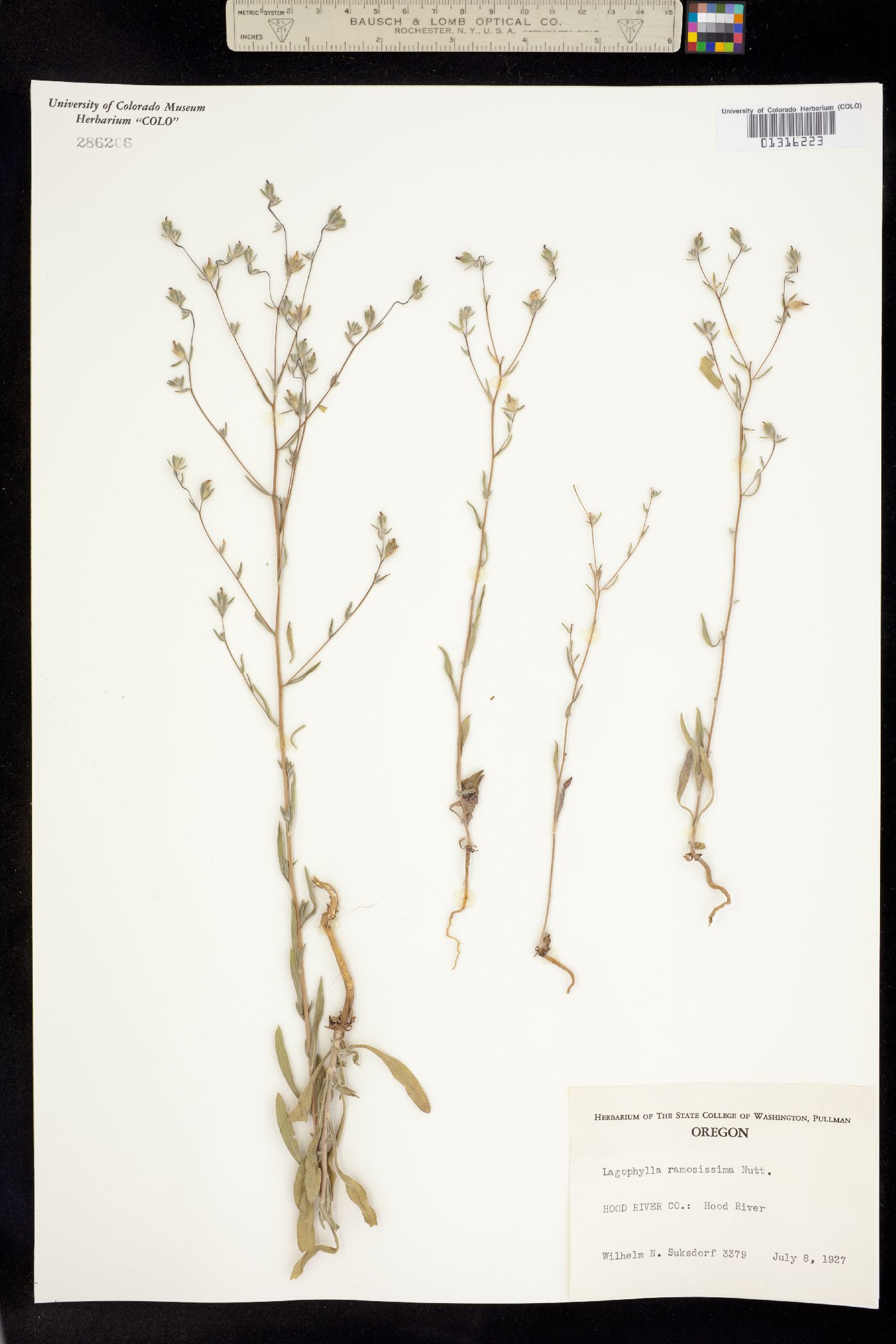 Lagophylla ramosissima image