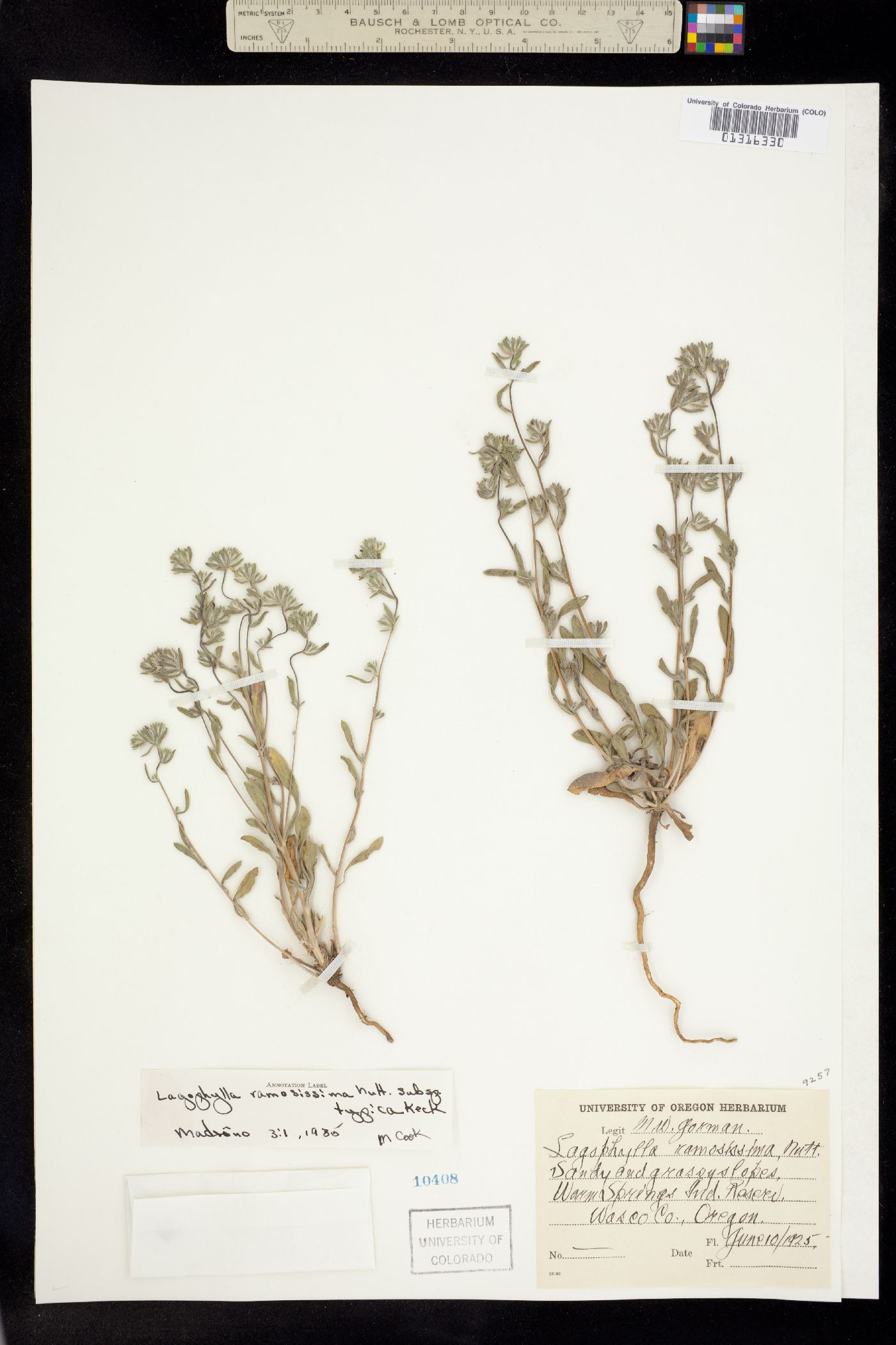 Lagophylla ramosissima image