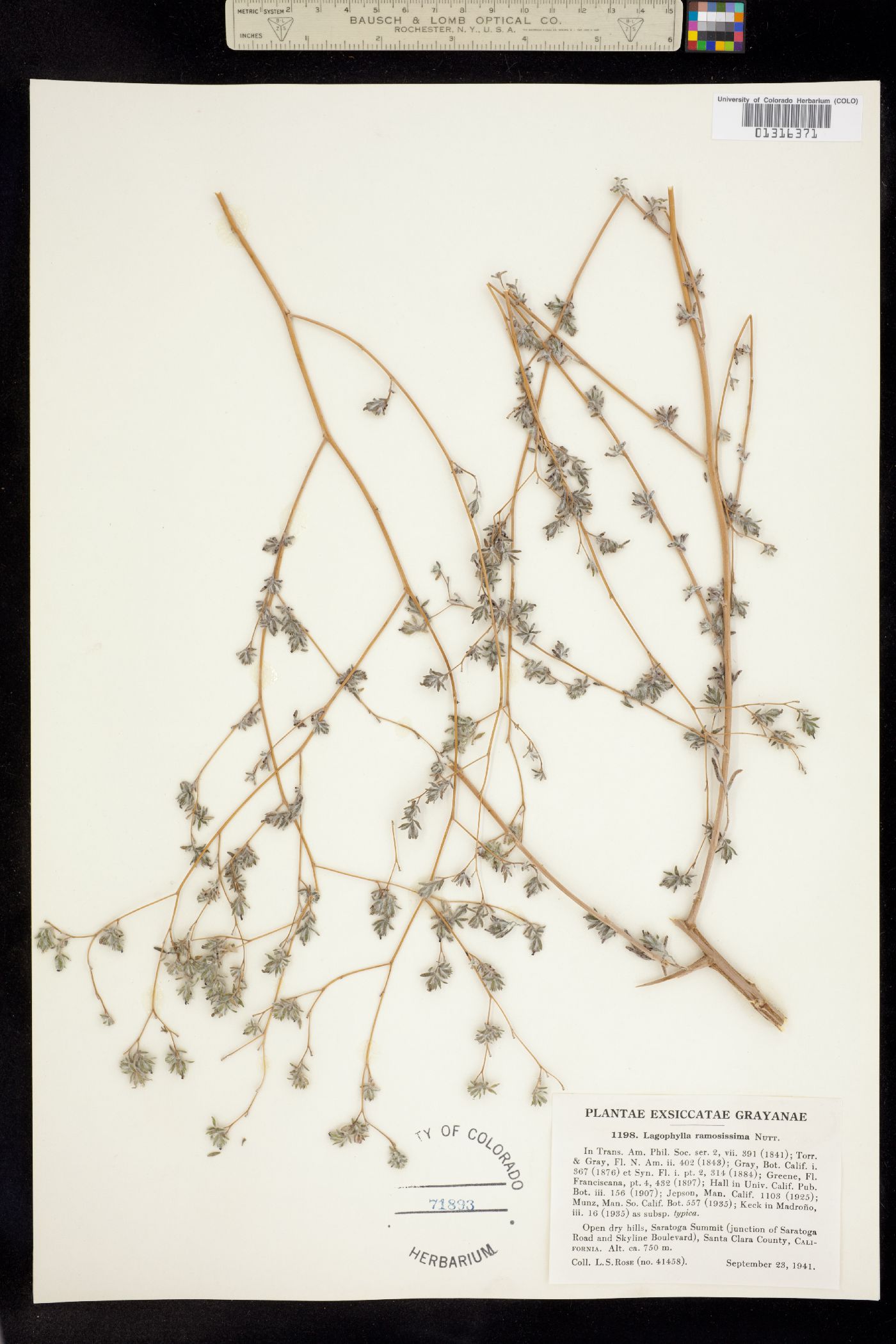 Lagophylla ramosissima image