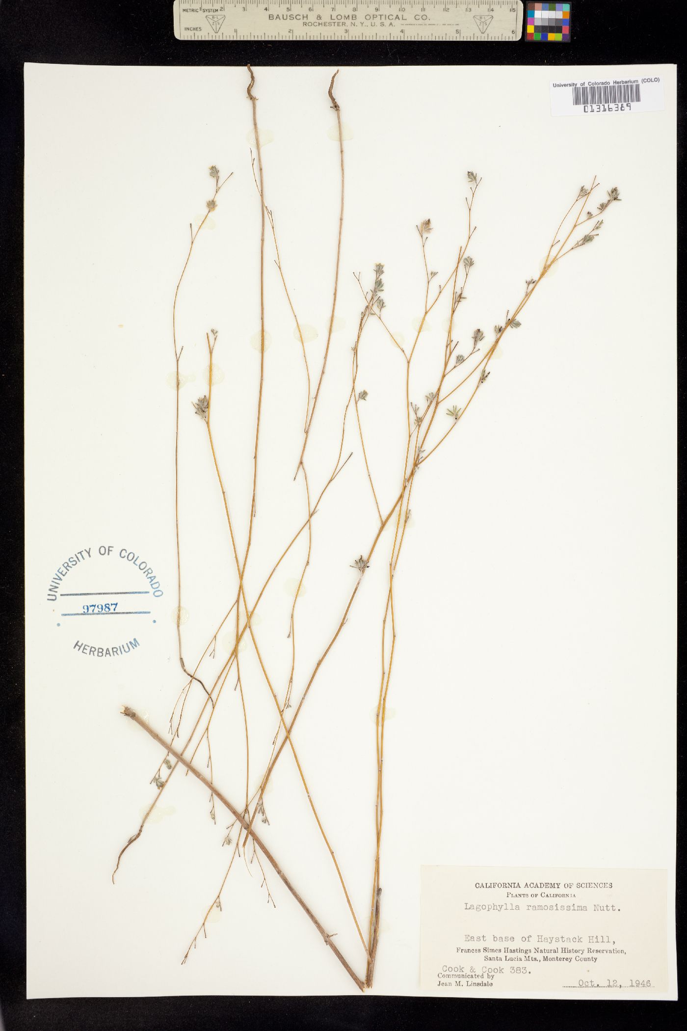 Lagophylla ramosissima image