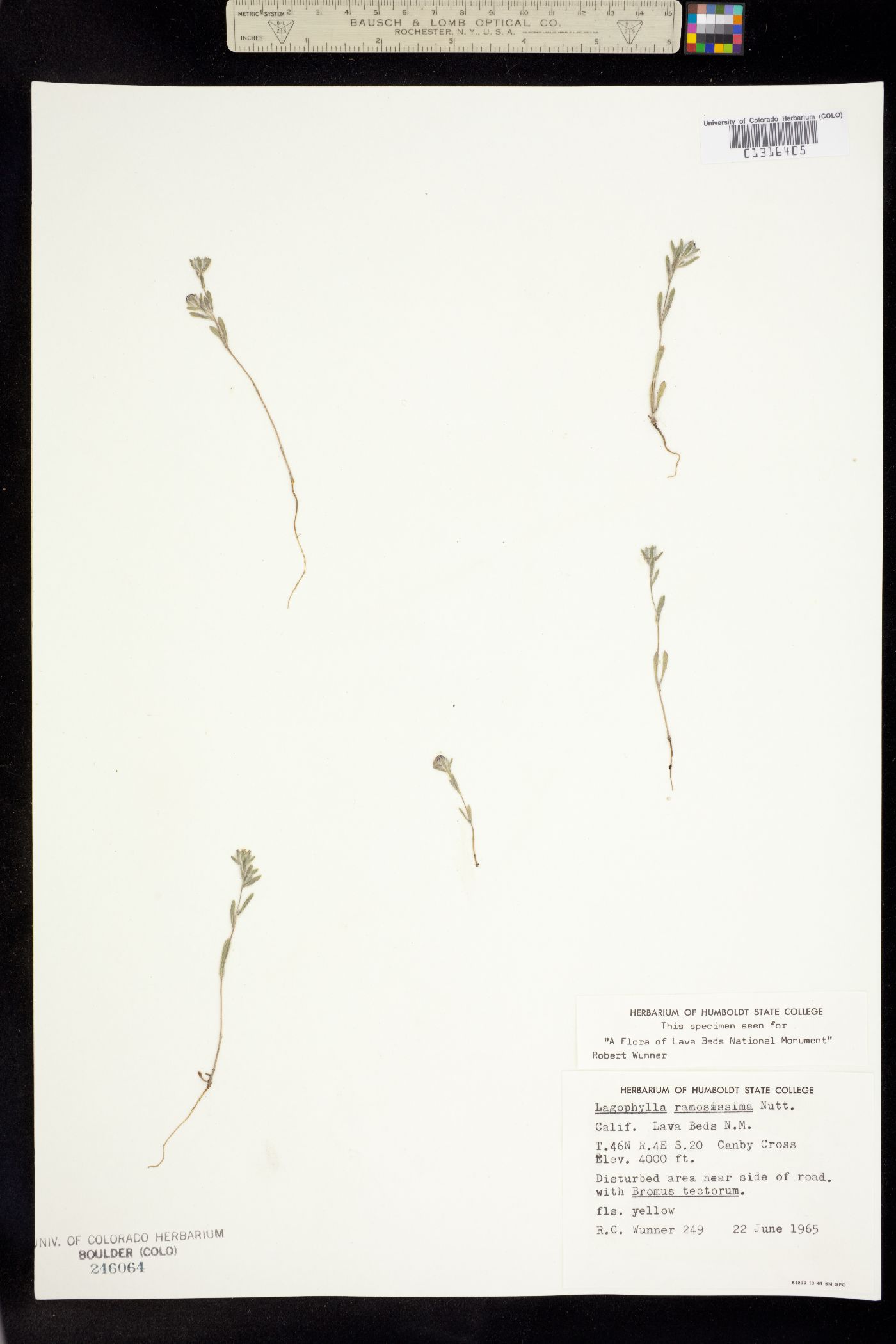 Lagophylla ramosissima image