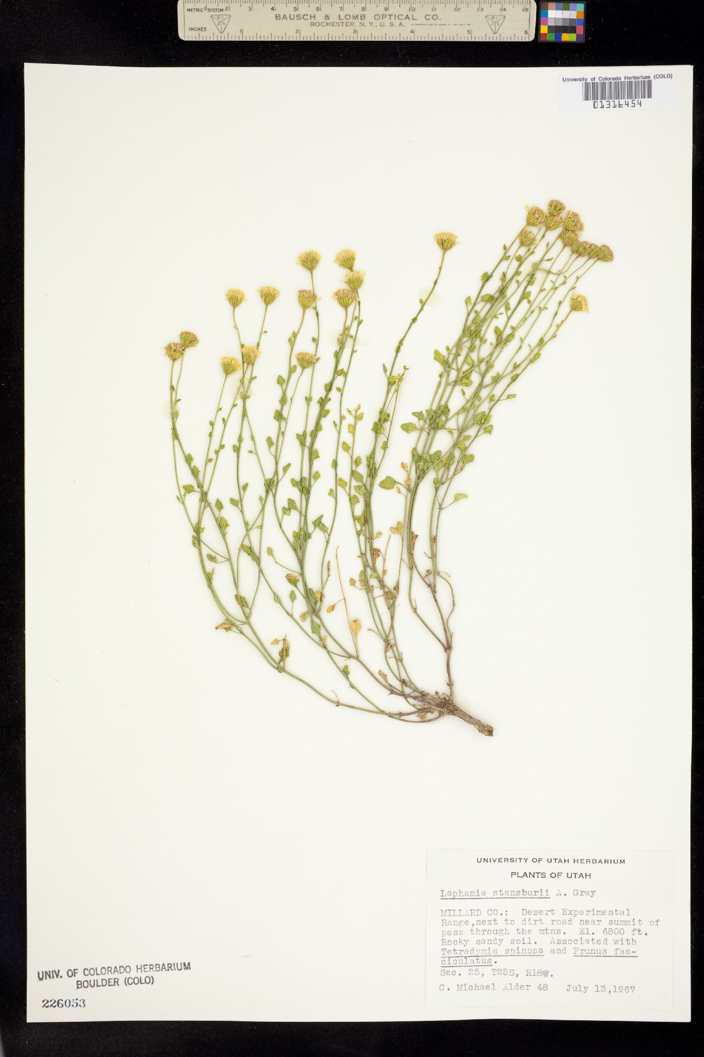 Perityle stansburyi image