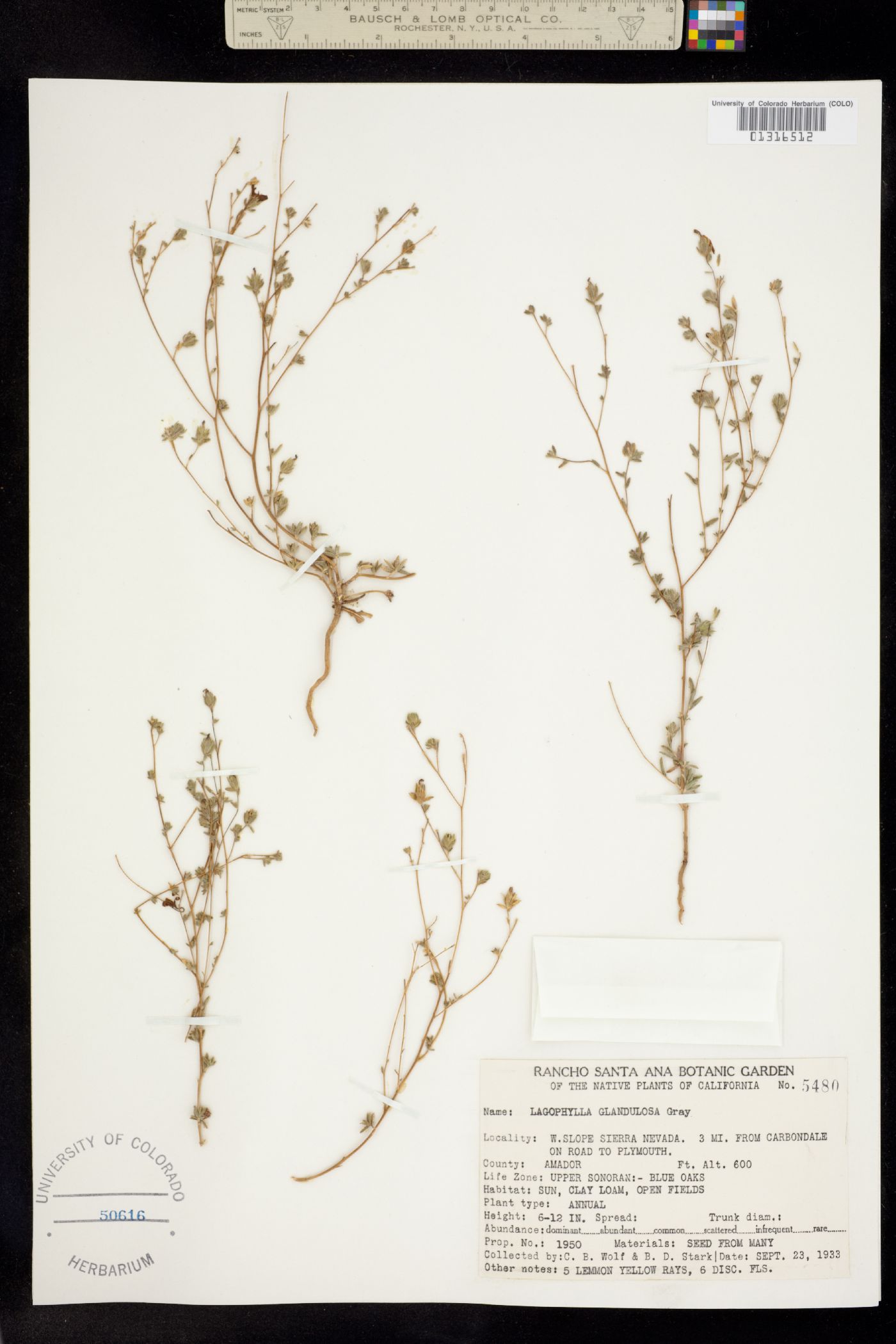 Lagophylla glandulosa image