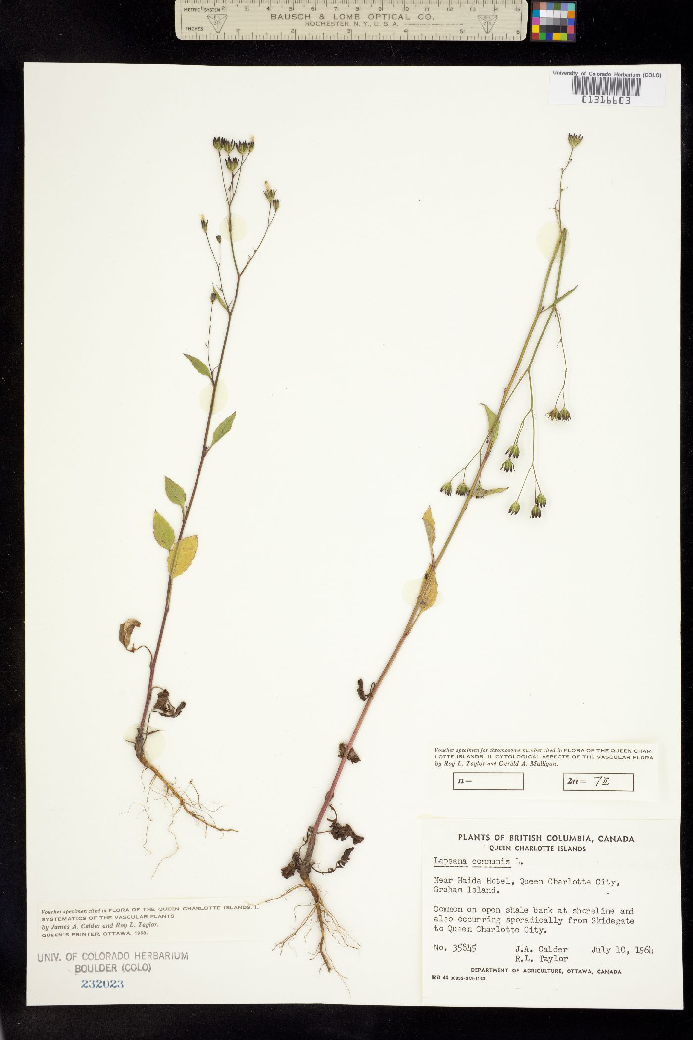 Lapsana communis image