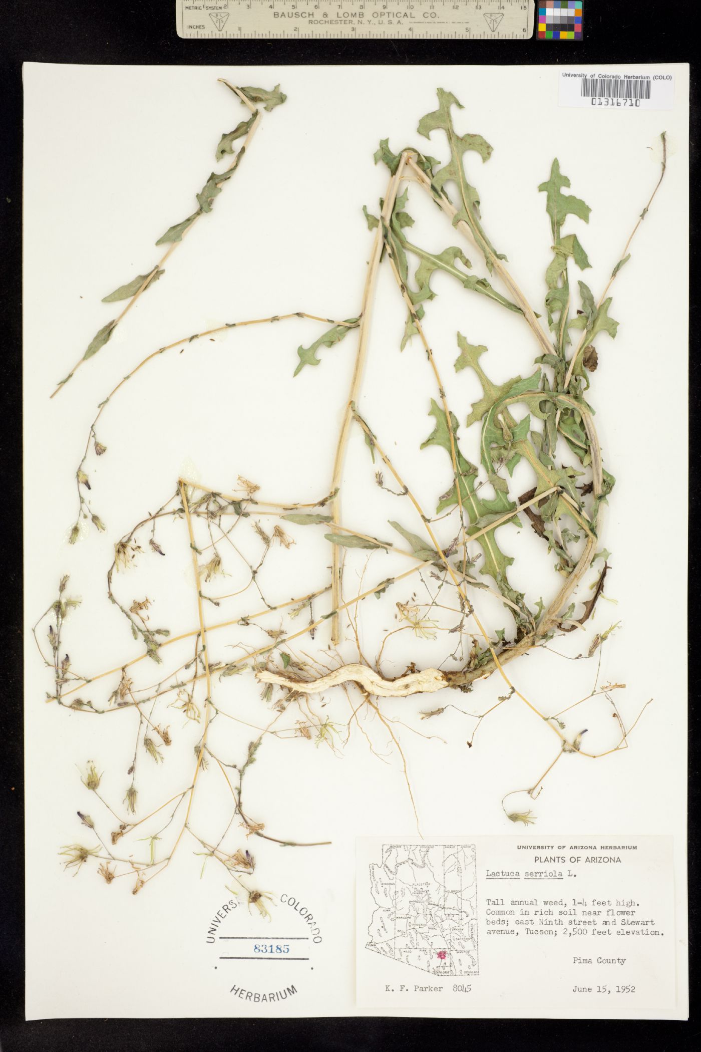 Lactuca serriola image