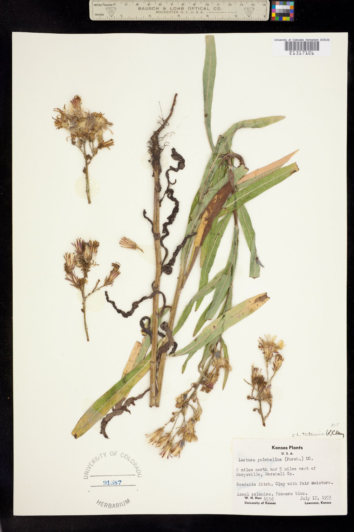 Lactuca tatarica image
