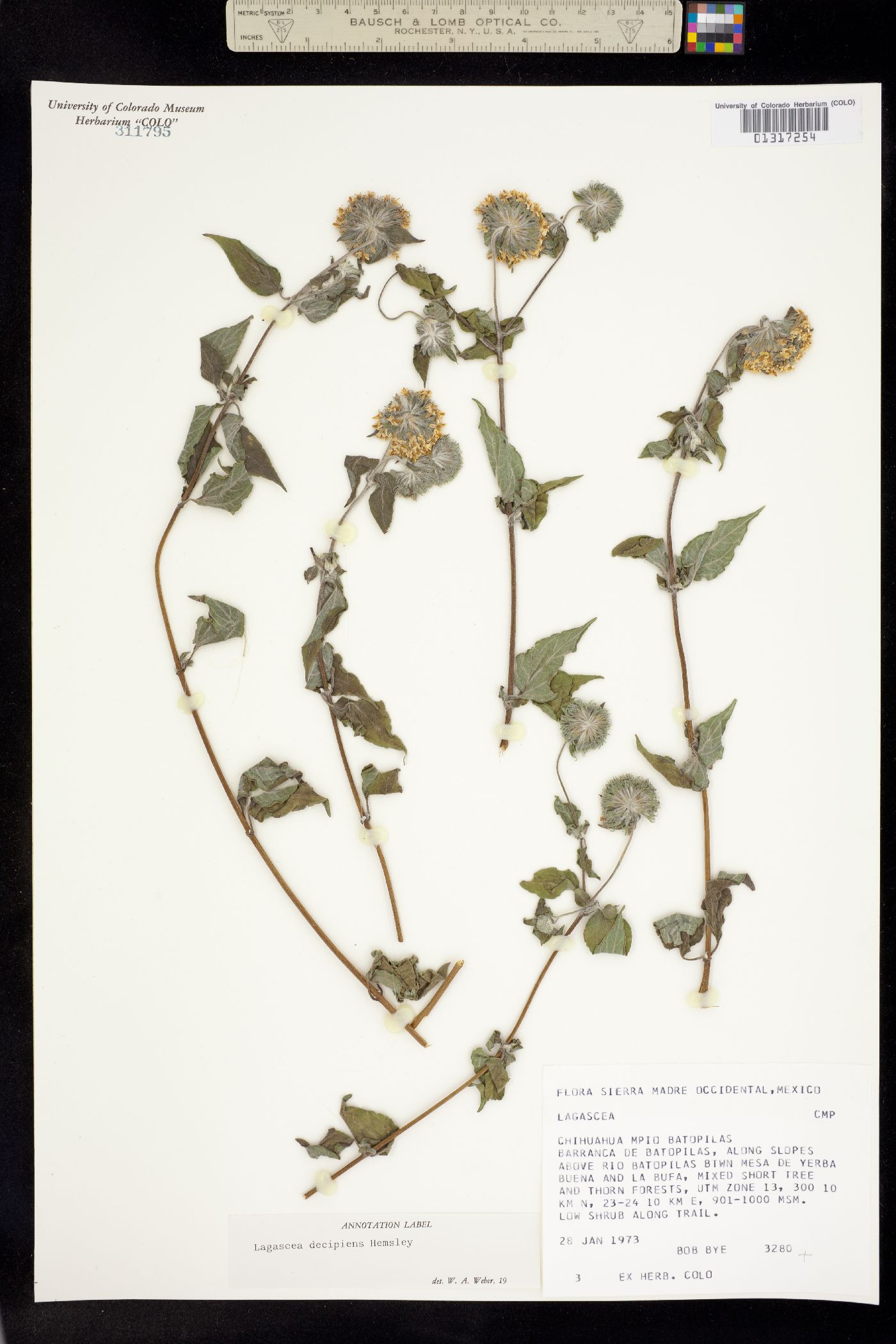 Lagascea decipiens image