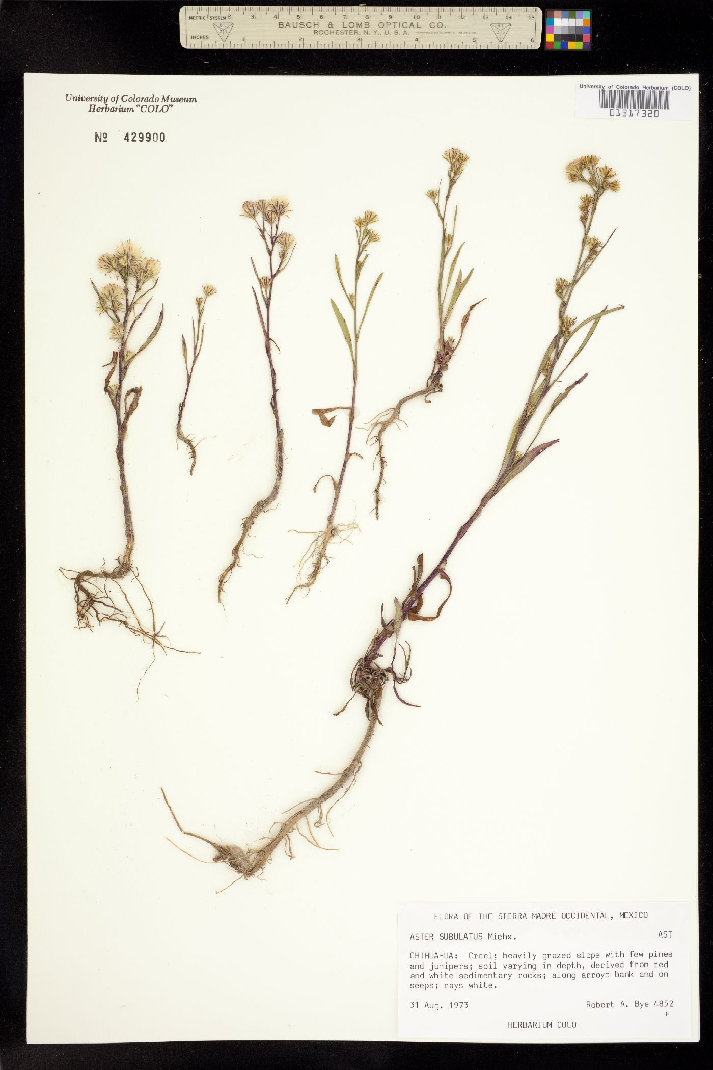 Symphyotrichum subulatum image