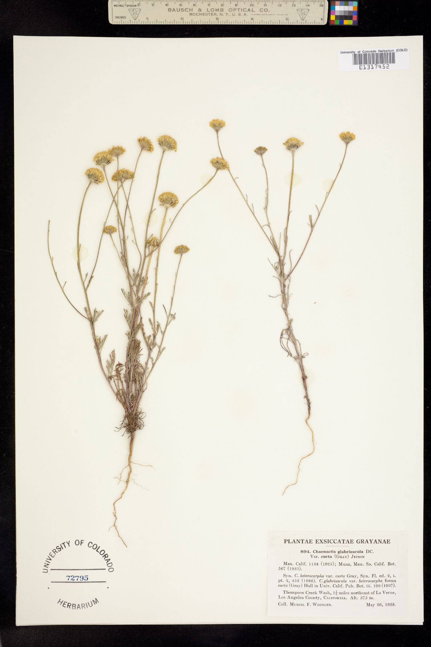 Chaenactis glabriuscula var. glabriuscula image