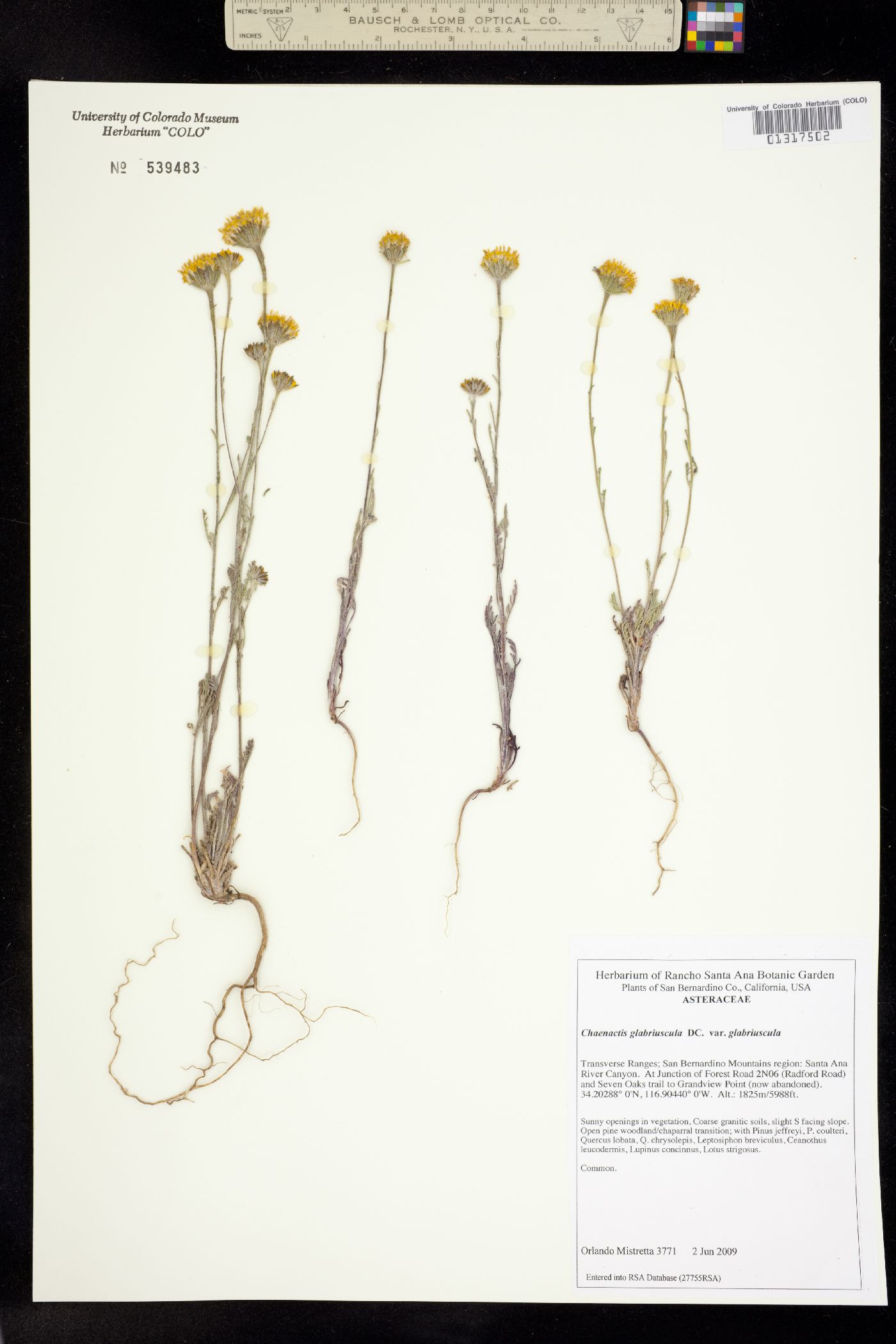 Chaenactis glabriuscula image