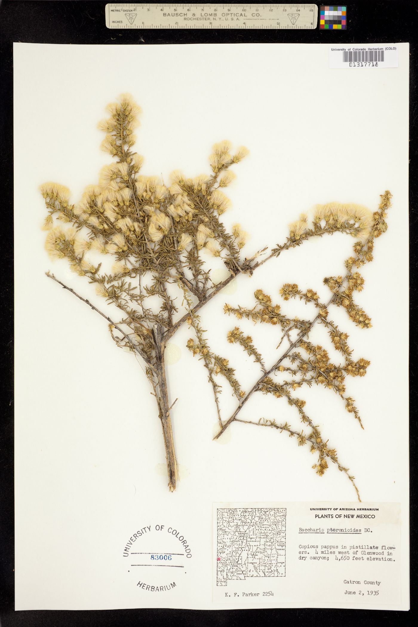 Baccharis pteronioides image