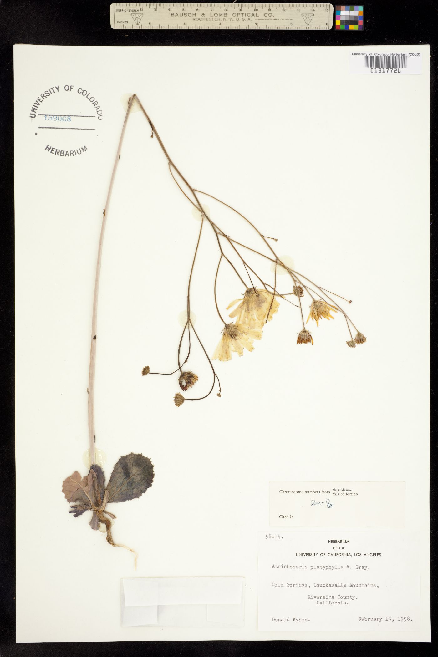 Atrichoseris platyphylla image