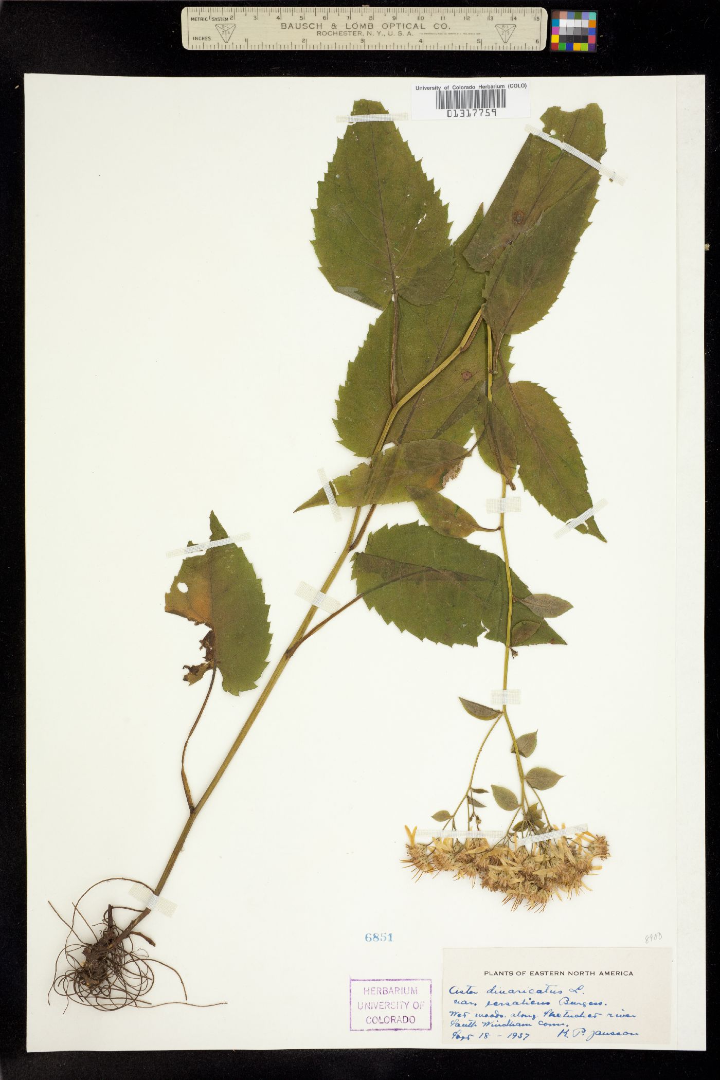 Aster divaricatus image