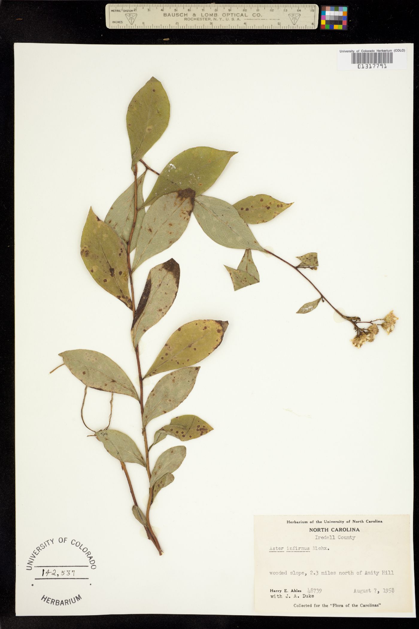 Aster infirmus image