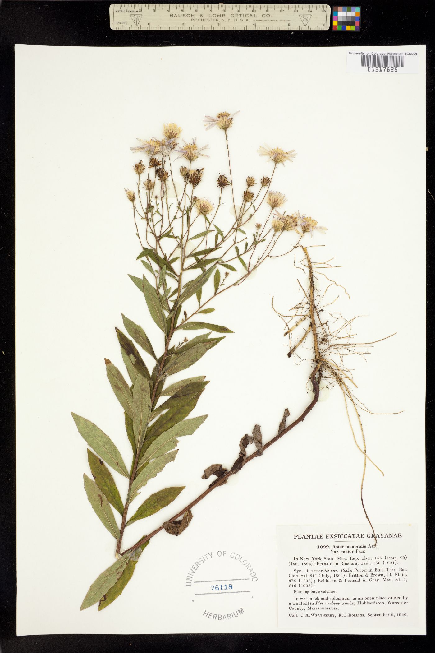 Aster nemoralis image