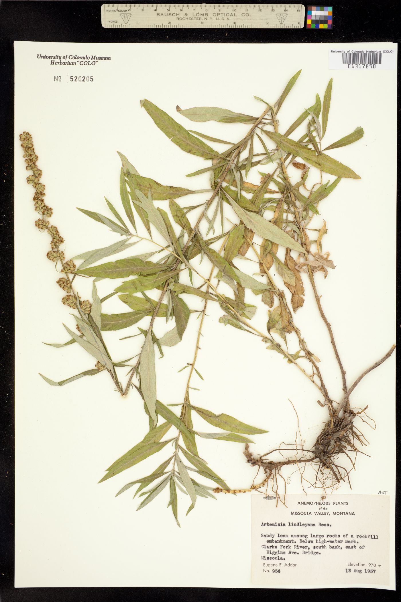 Artemisia ludoviciana ssp. incompta image