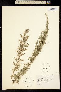 Image of Artemisia pontica