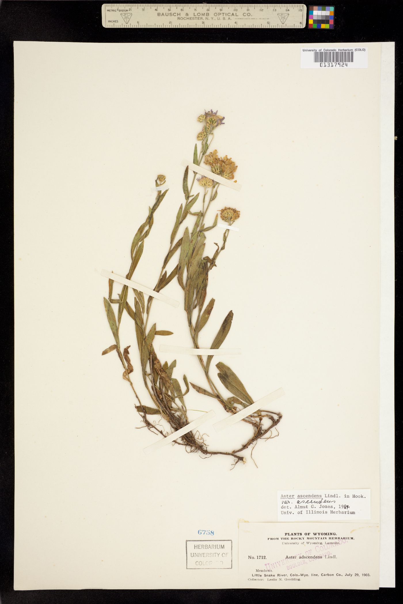 Symphyotrichum ascendens image