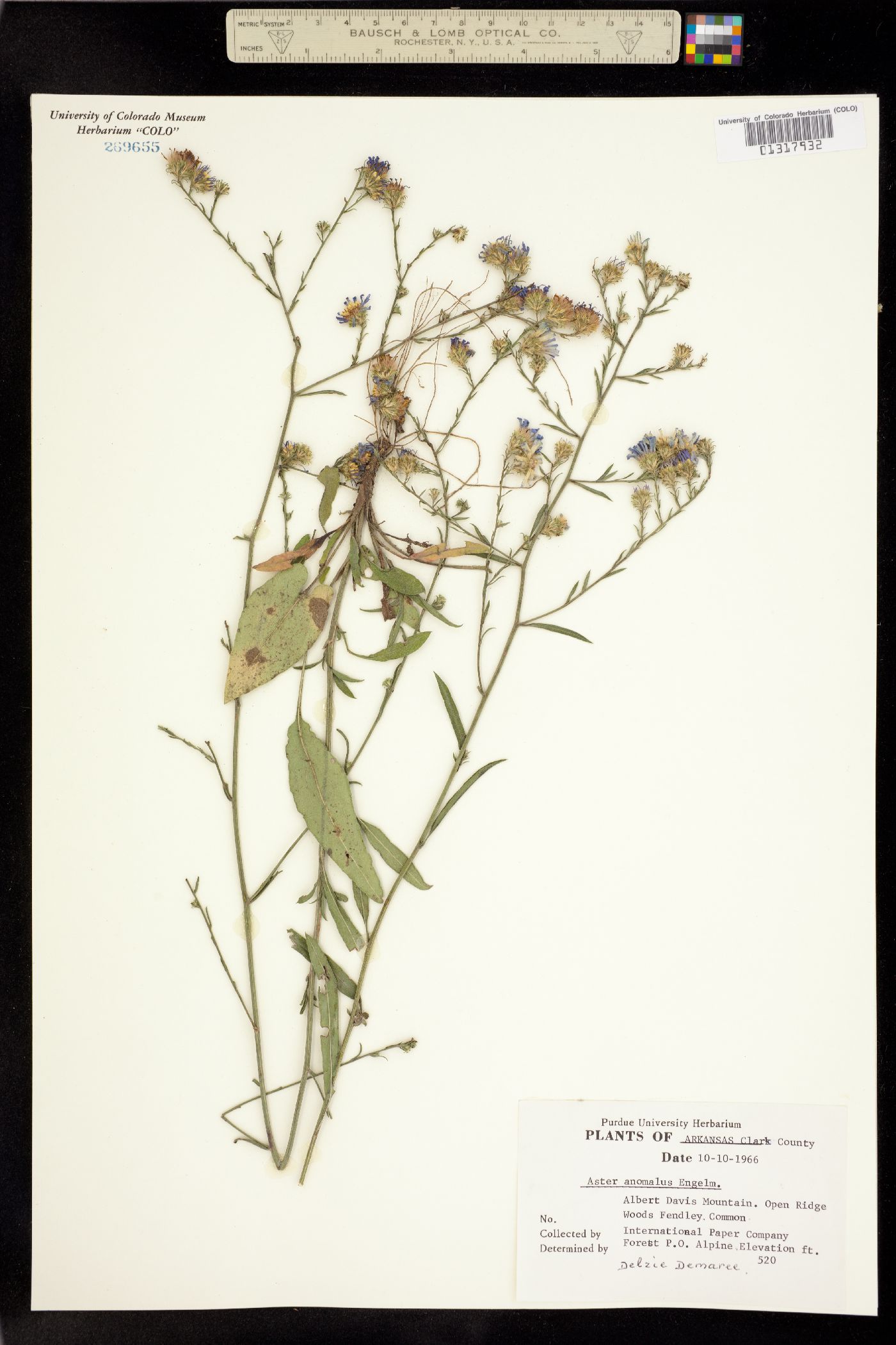 Symphyotrichum anomalum image