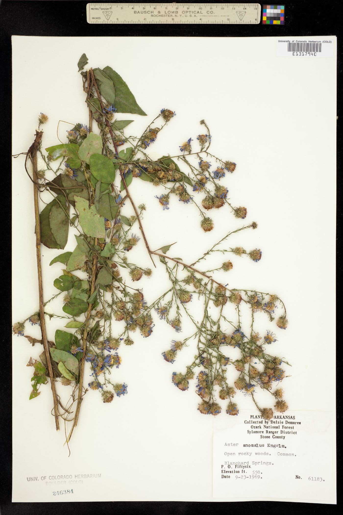 Symphyotrichum anomalum image