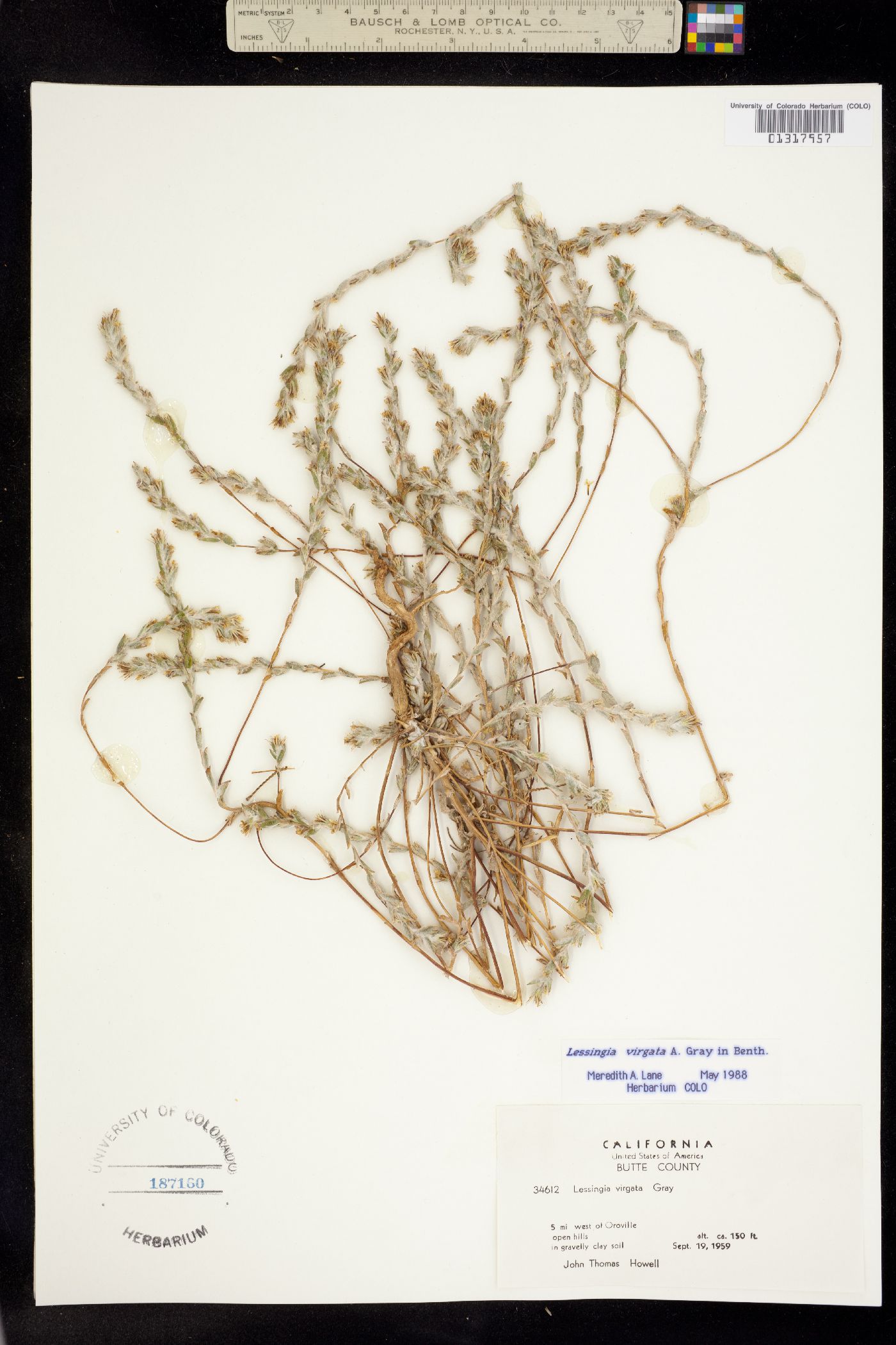 Lessingia virgata image