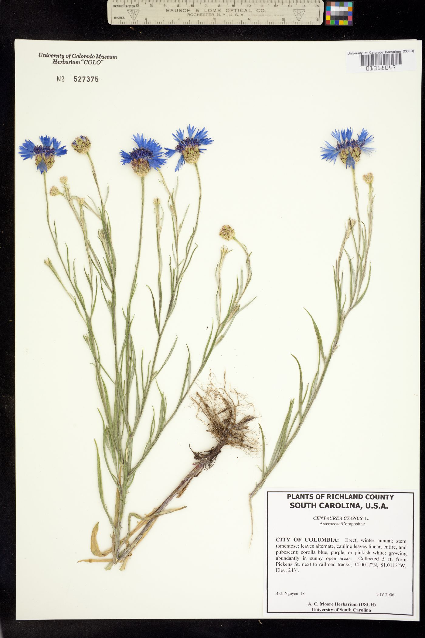 Centaurea image