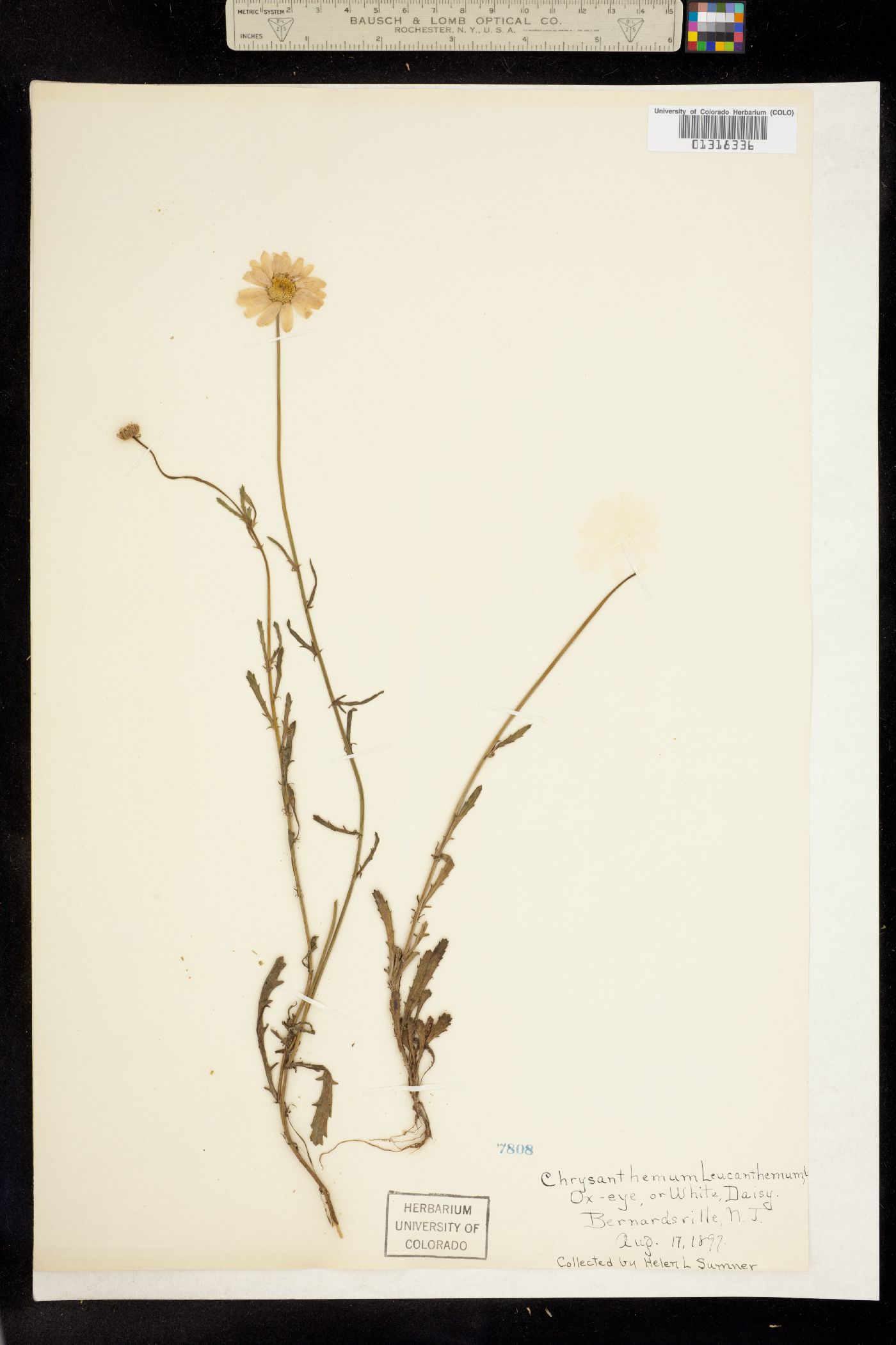 Leucanthemum image