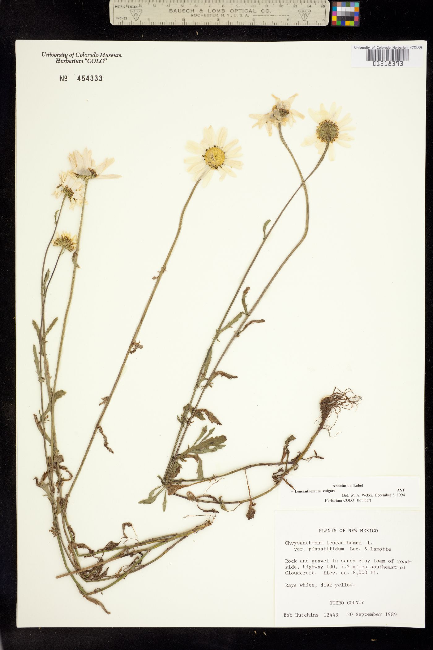 Leucanthemum vulgare image